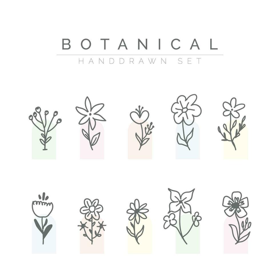 botanical handdrwan flower set vector