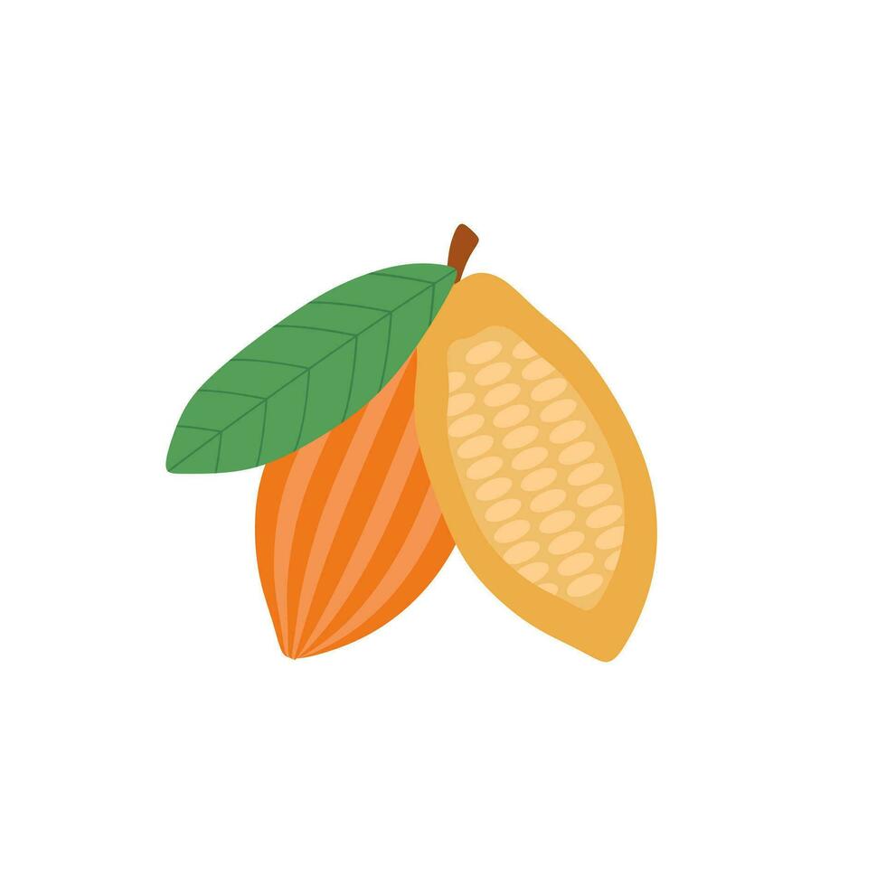 cocoa beans flat design vector illustration