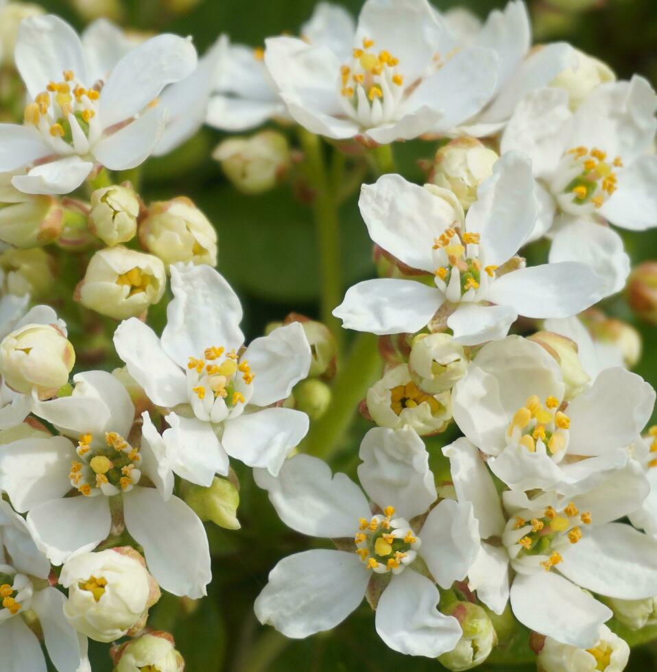 Choisya shrub with delicate small white flowers on green foliage background. Mexican Mock Orange evergreen shrub. photo