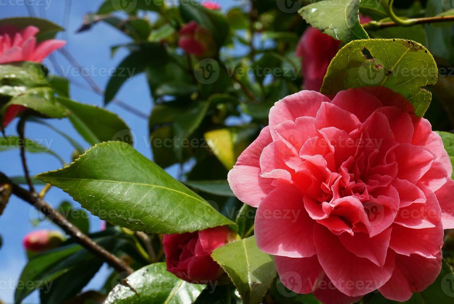 Incredible beautiful red camellia - Camellia japonica, known as common camellia or Japanese camellia. photo