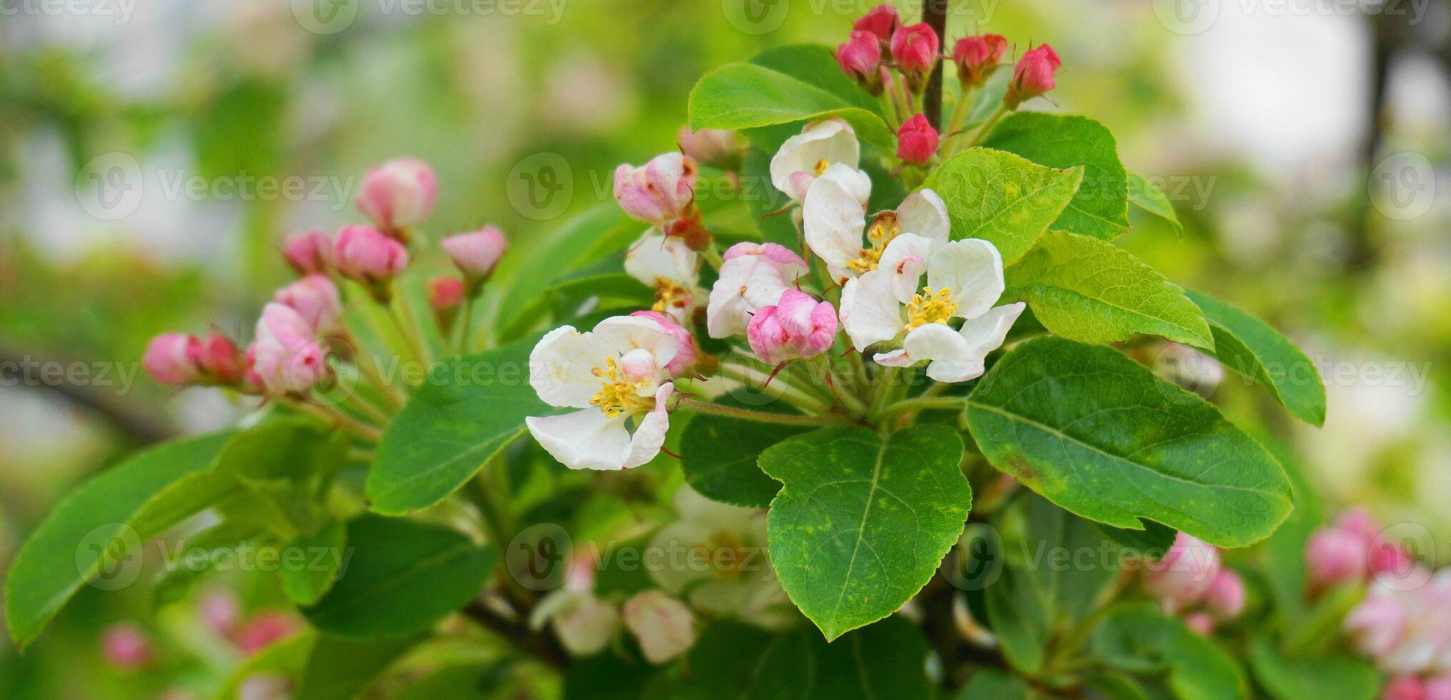 Beautiful and delicate apple flowers in the morning sun close up.  Apple blossom. Spring background. photo