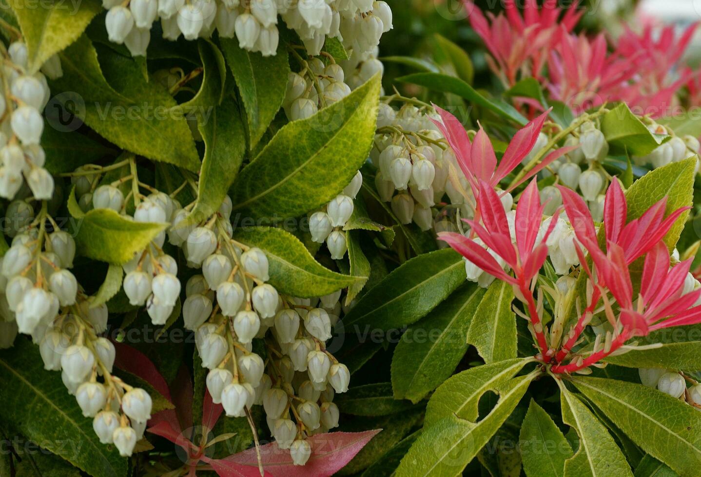 Pieris Japonica Forest Flame branch with white bell-shaped flowers and brightly colored young leaves. Known commonly in North America as Andromedas or Fetterbushes, Evergreen shrub. photo