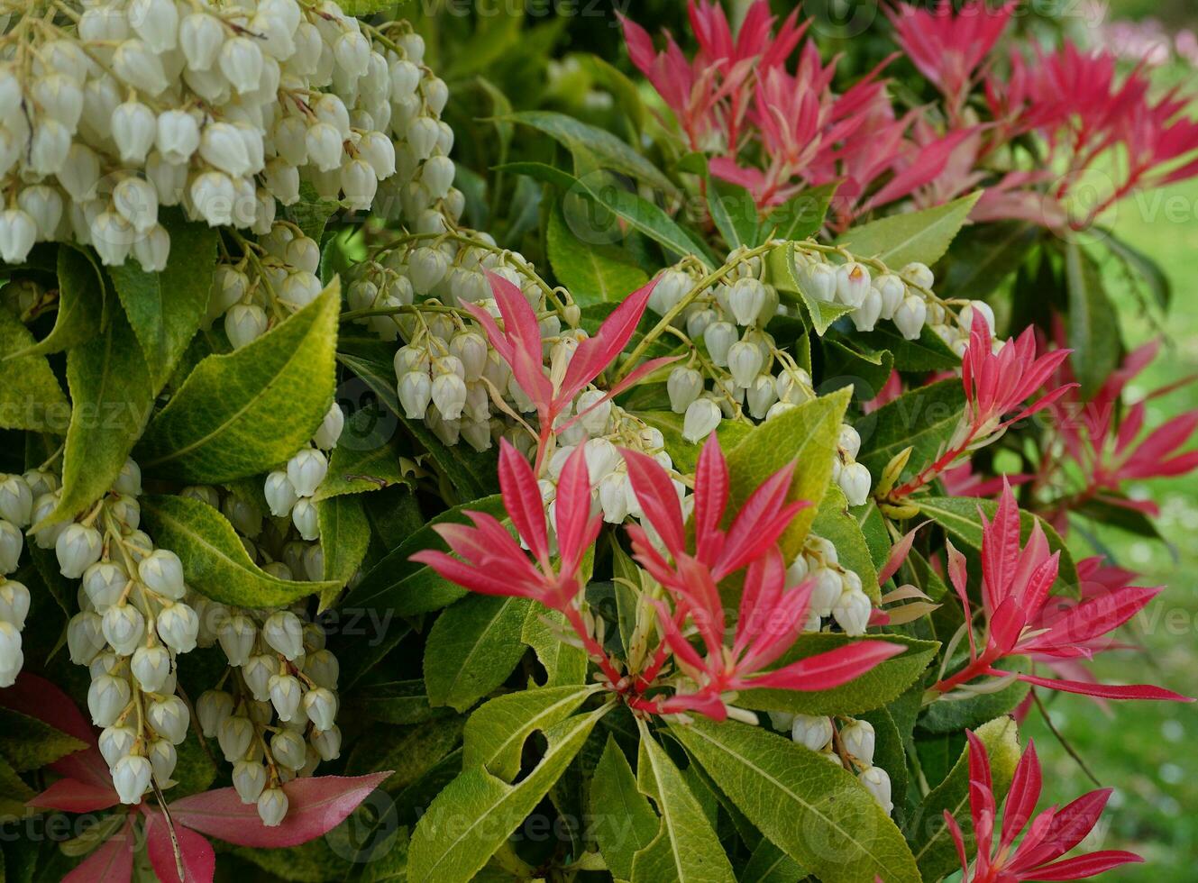 Pieris Japonica Forest Flame branch with white bell-shaped flowers and brightly colored young leaves. Known commonly in North America as Andromedas or Fetterbushes, Evergreen shrub. photo