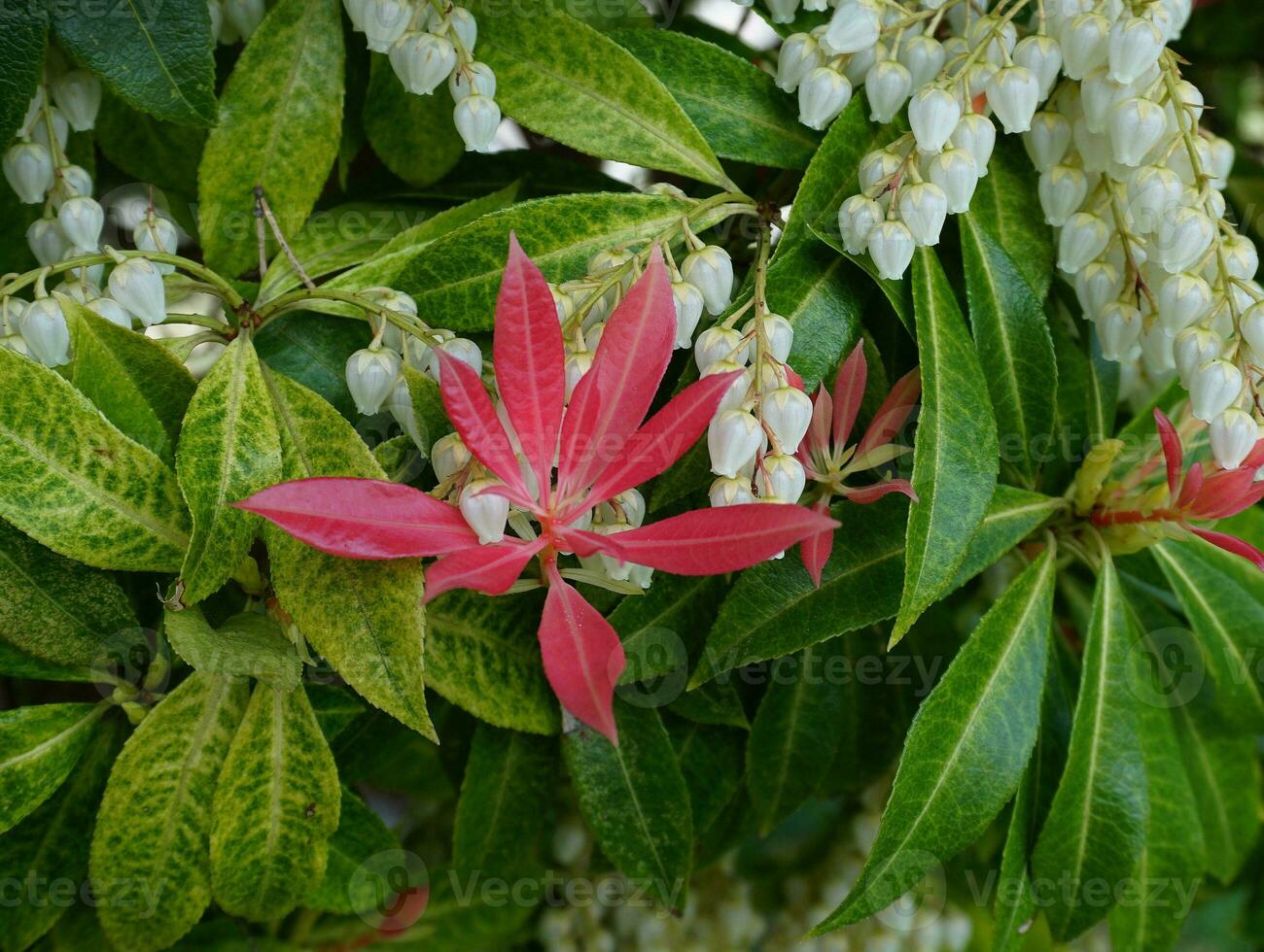 Pieris Japonica Forest Flame branch with white bell-shaped flowers and brightly colored young leaves. Known commonly in North America as Andromedas or Fetterbushes, Evergreen shrub. photo