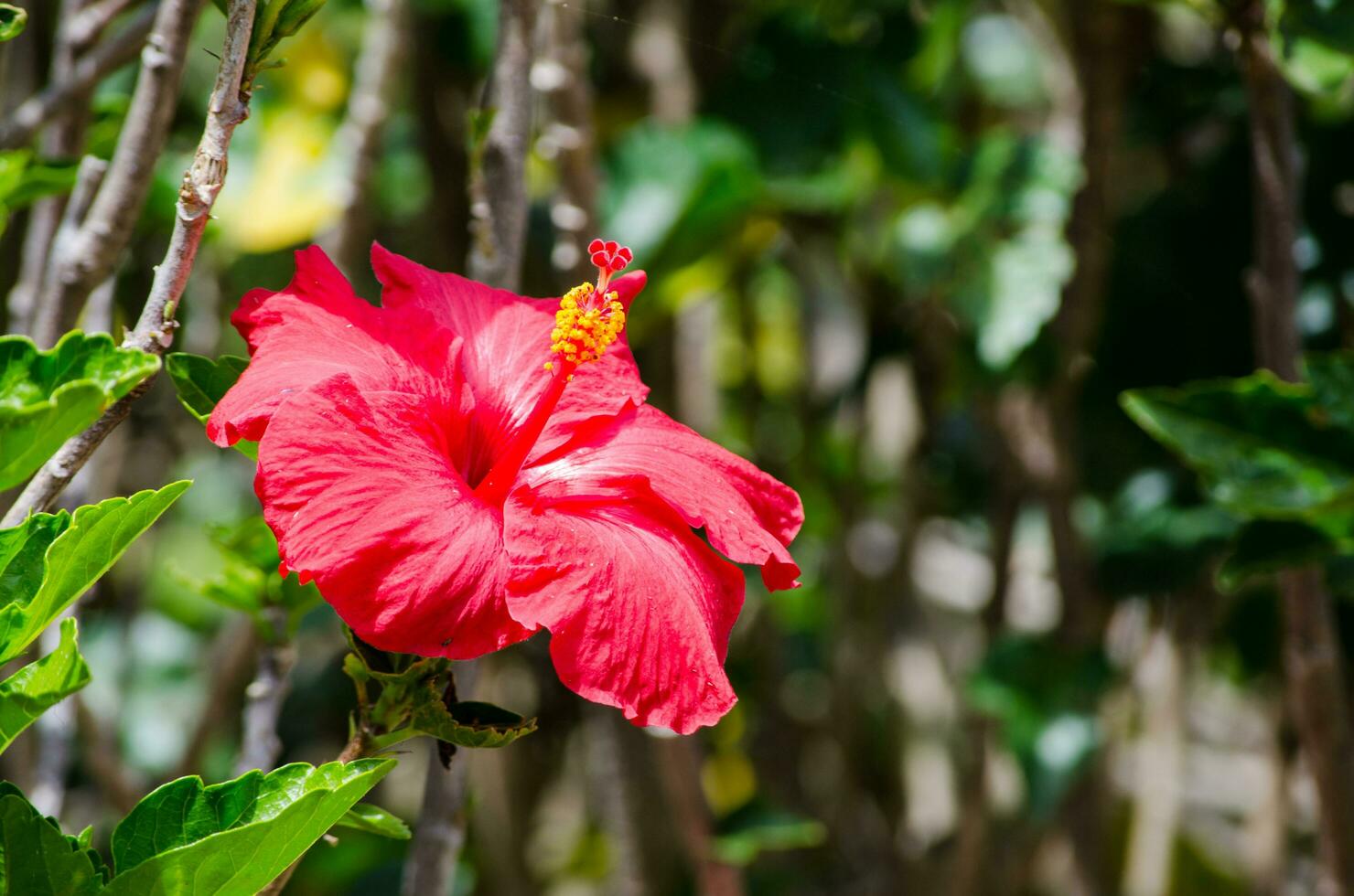 hermosa rojo hibisco flor es un género de floración plantas en el malva familia, malváceas en cerca arriba. foto