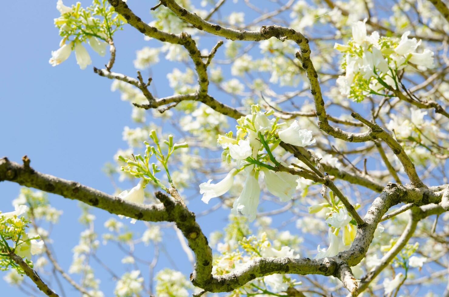 Beautiful White Jacaranda mimosifolia flower at a botanical garden with blue sky background. photo