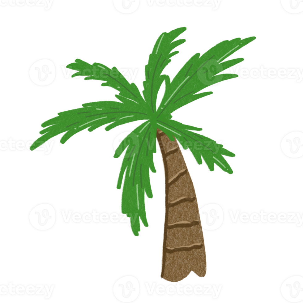 Coconut Tree PNG for decoration background