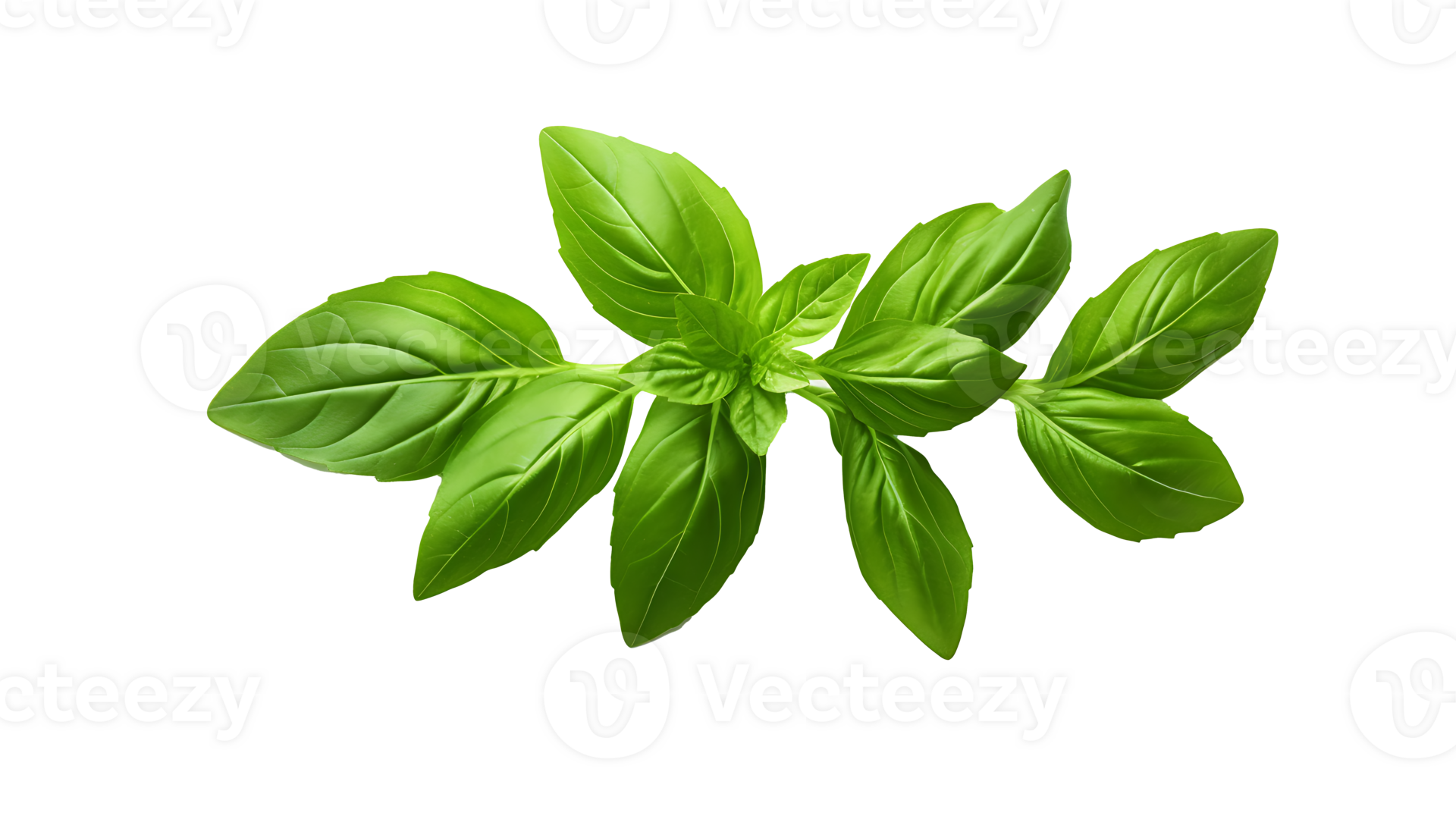 Fresh organic green basil leaf set transparent png background. AI