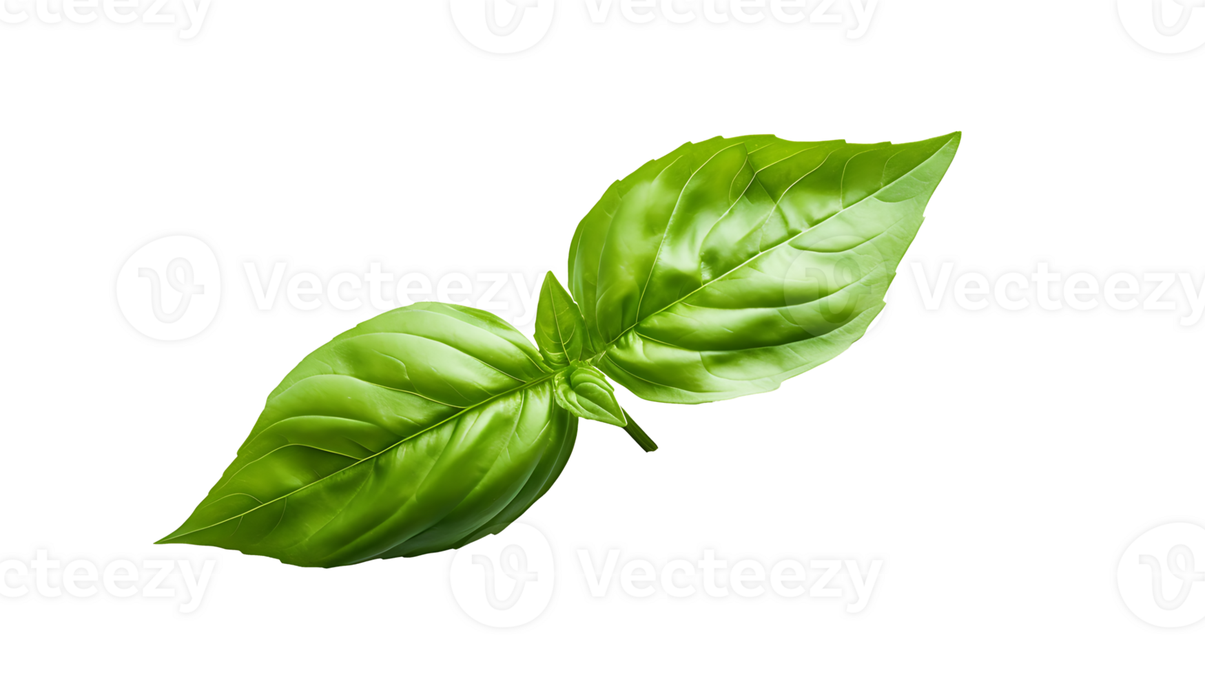 Fresh organic green basil leaf set transparent png background. AI Generated Basil leaves png