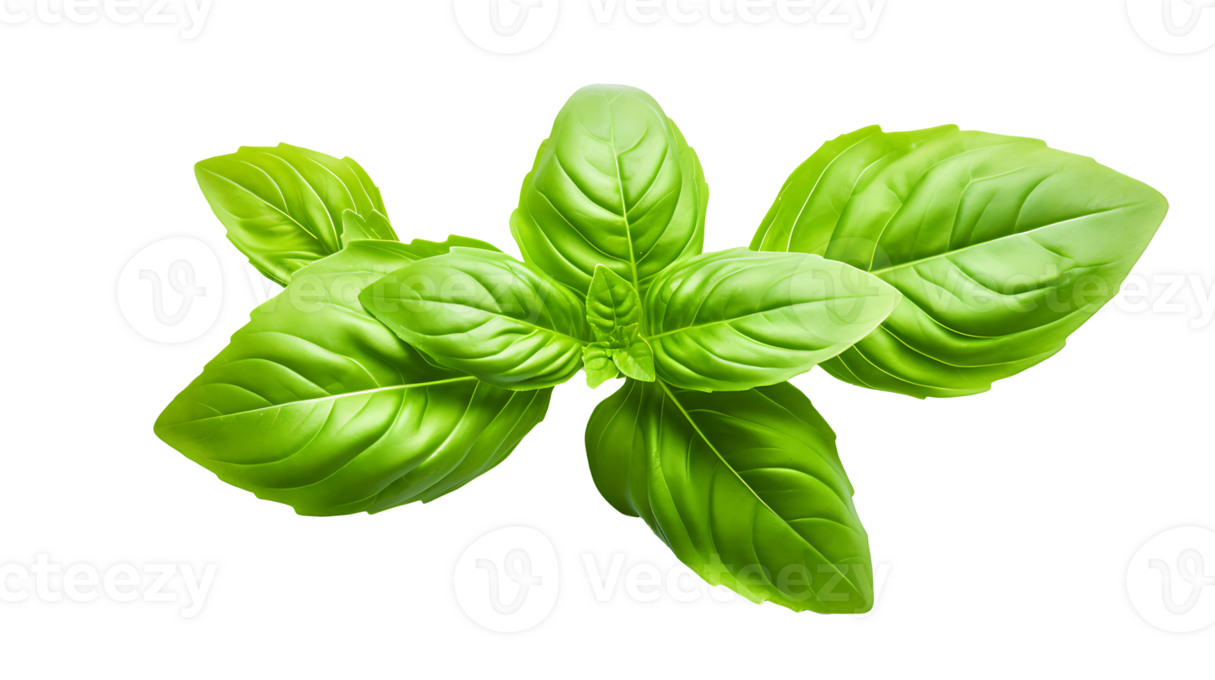 Fresh organic green basil leaf set transparent png background. AI