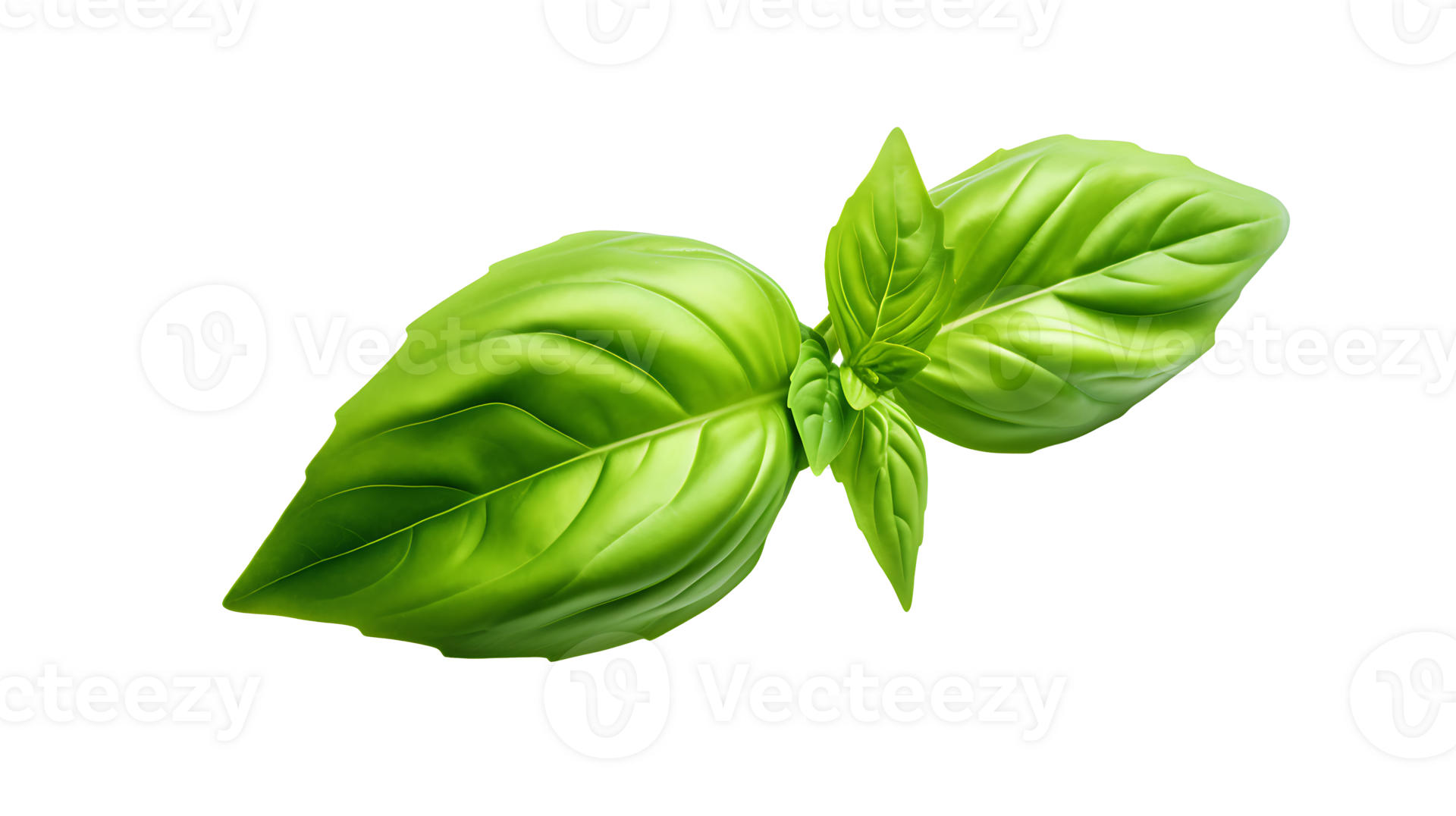 Fresh organic green basil leaf set transparent png background. AI
