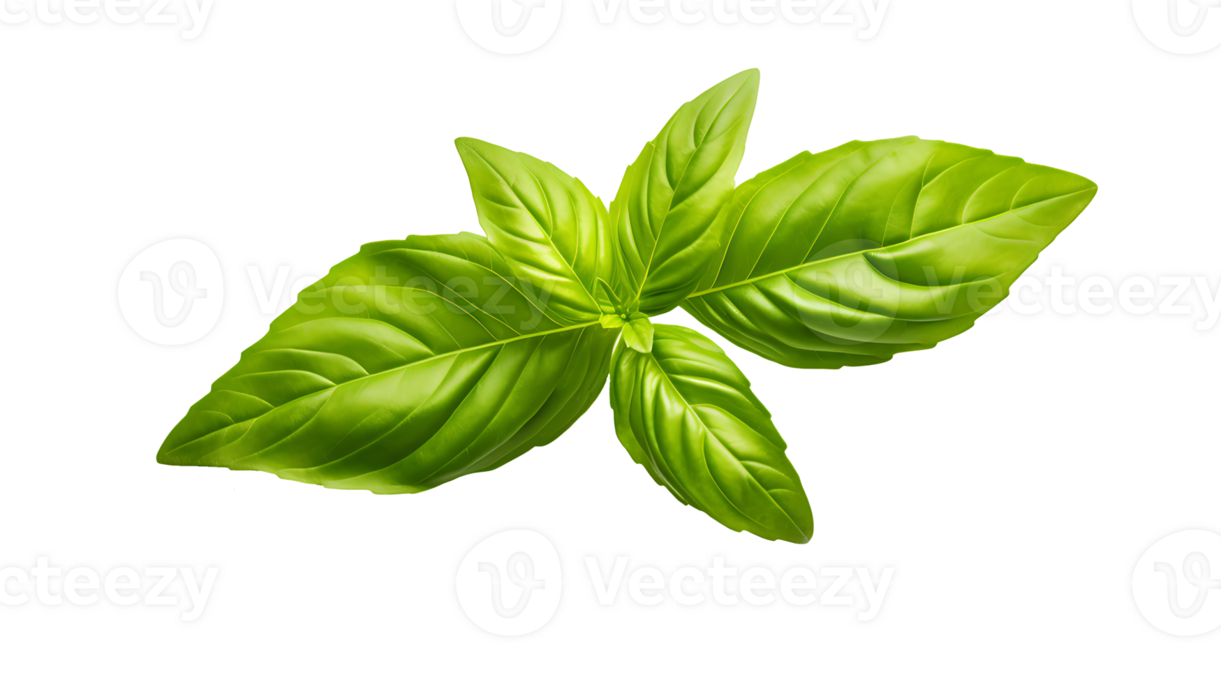 Fresh organic green basil leaf set transparent png background. AI