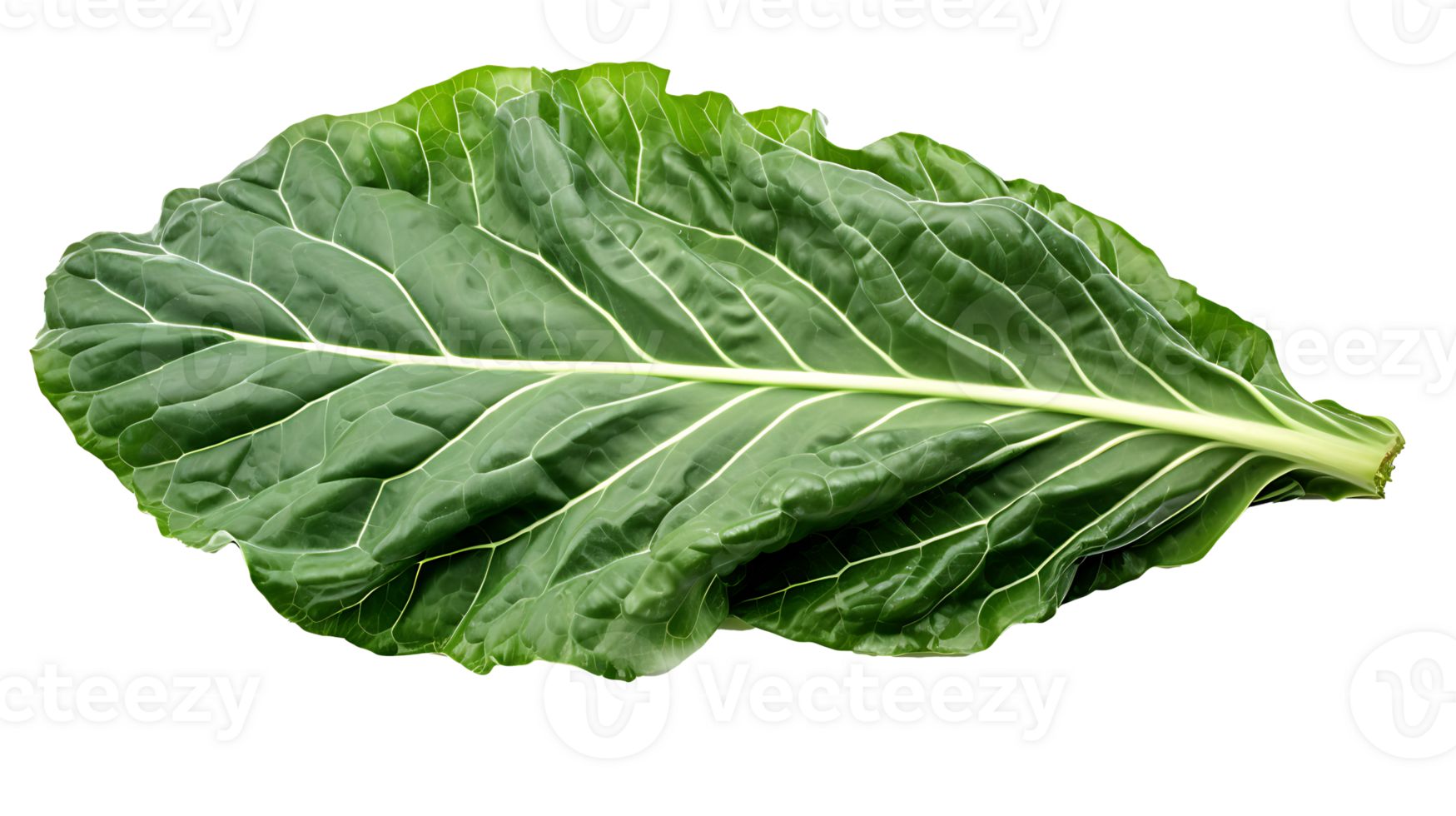Fresh organic green collards leaf transparent png background. collards leave png AI Generated