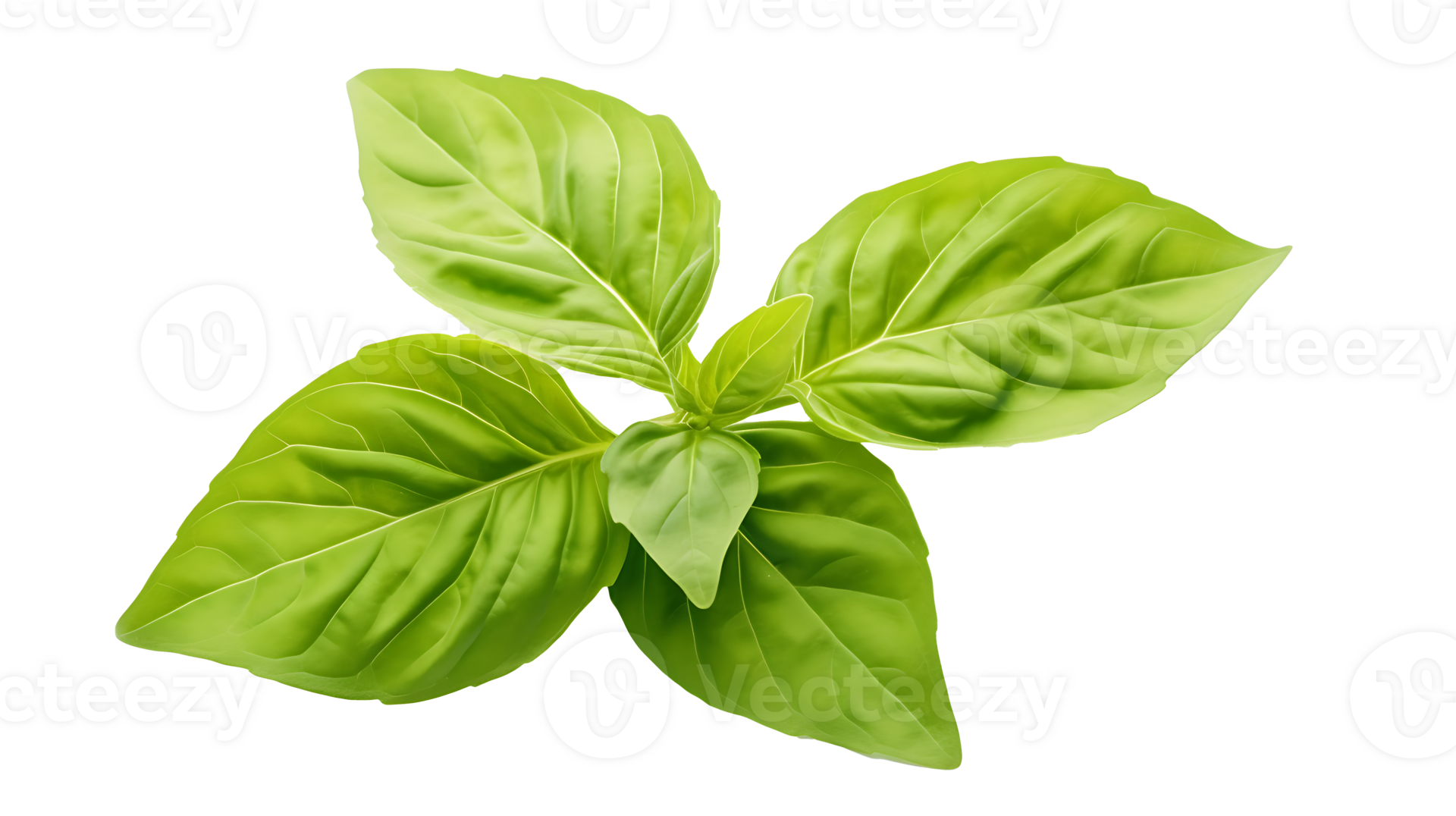 Fresh organic green basil leaf set transparent png background. AI