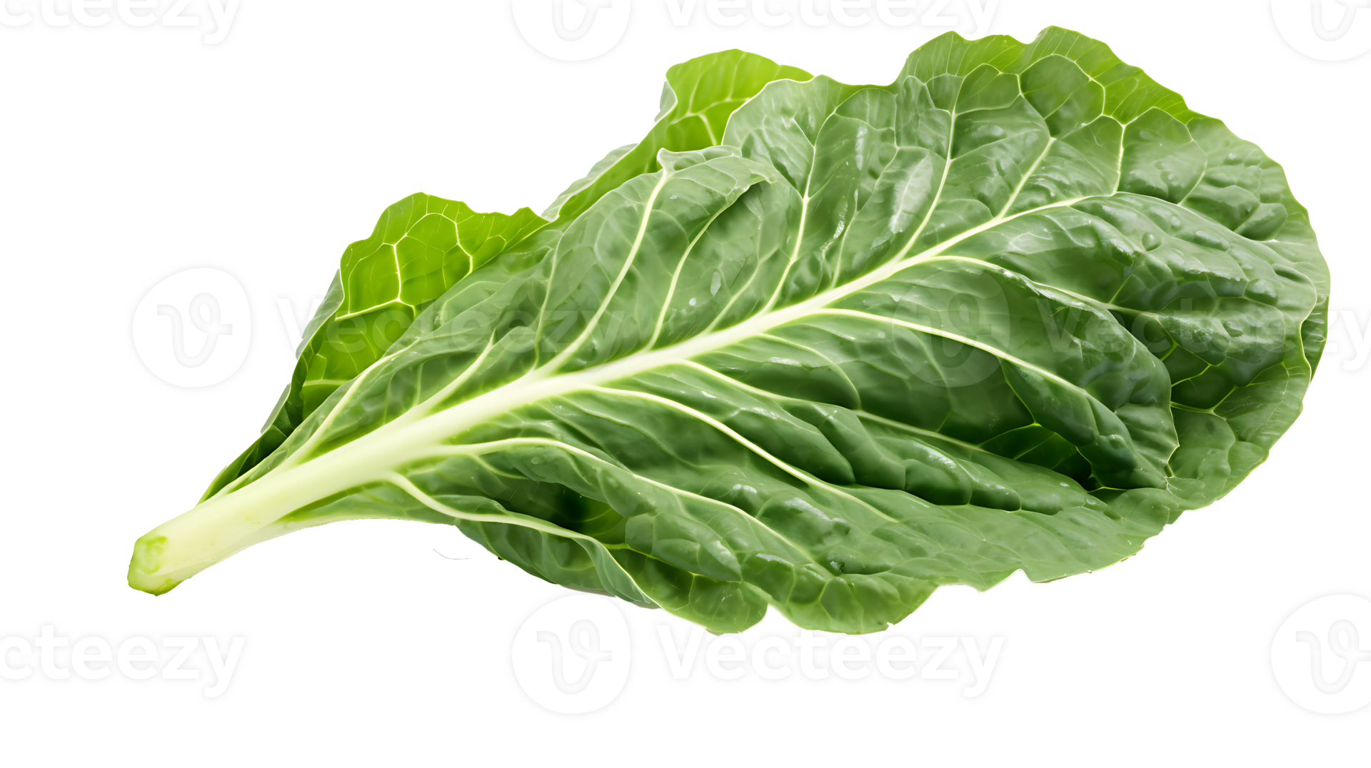 Fresh organic green collards leaf transparent png background. collards