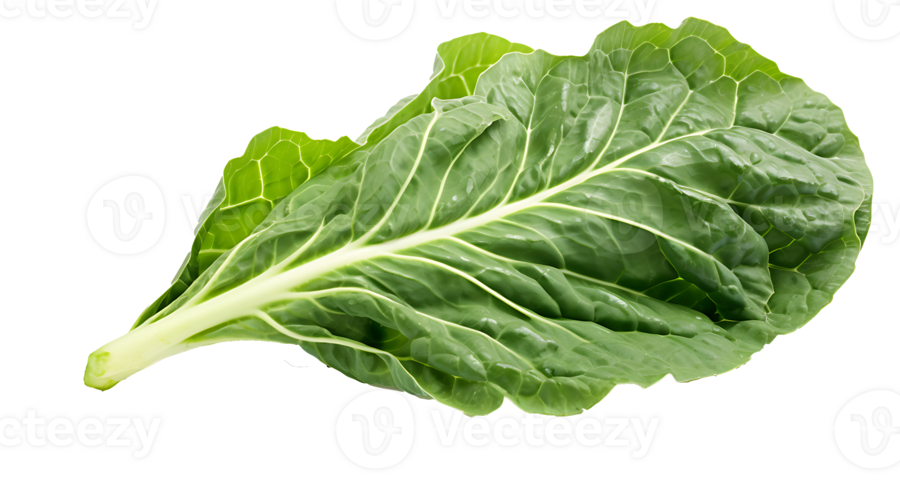 Fresh organic green collards leaf transparent png background. collards leave png AI Generated