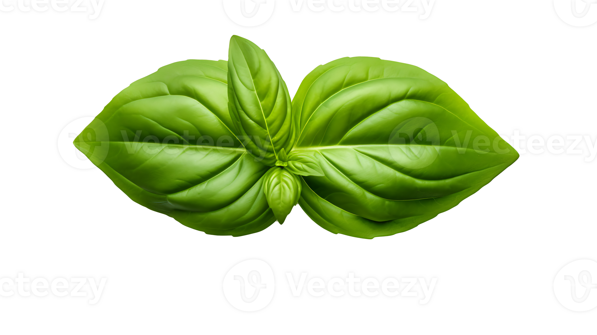 Fresh organic green basil leaf set transparent png background. AI