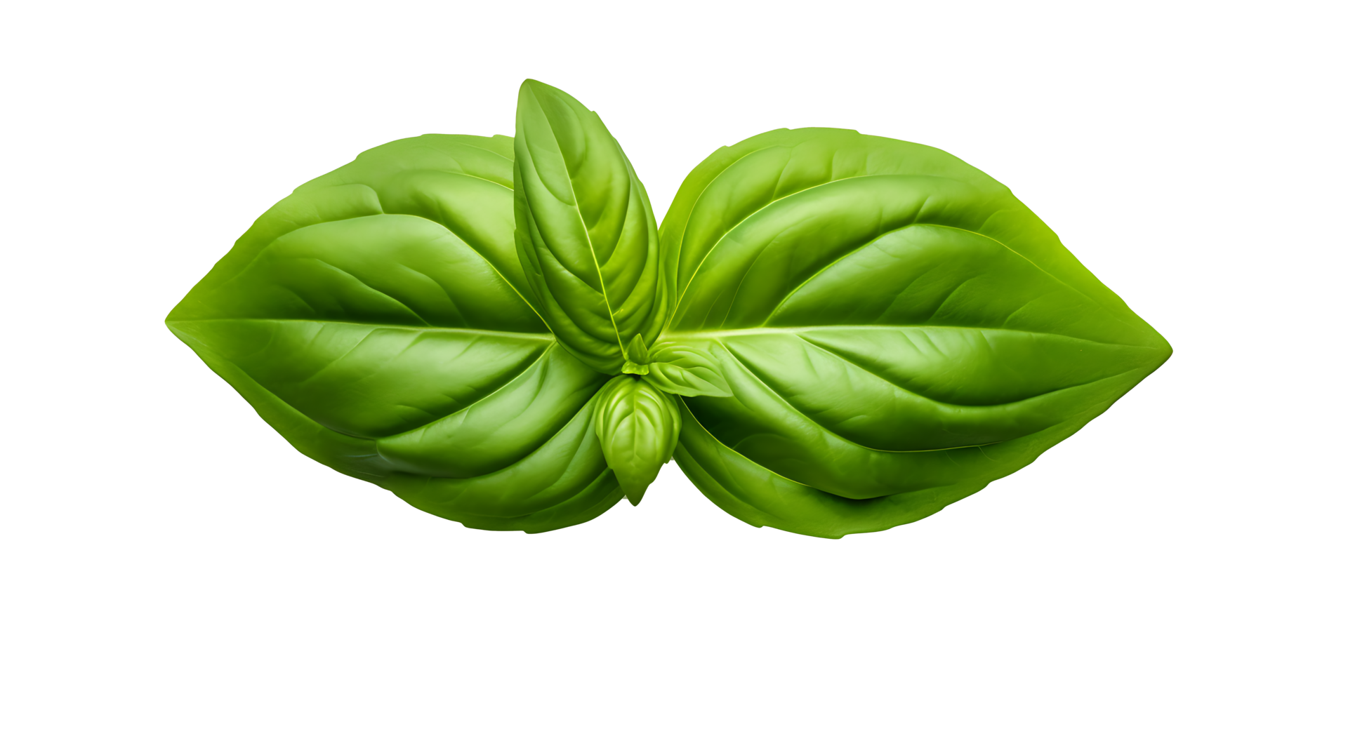 Fresh organic green basil leaf set transparent png background. AI