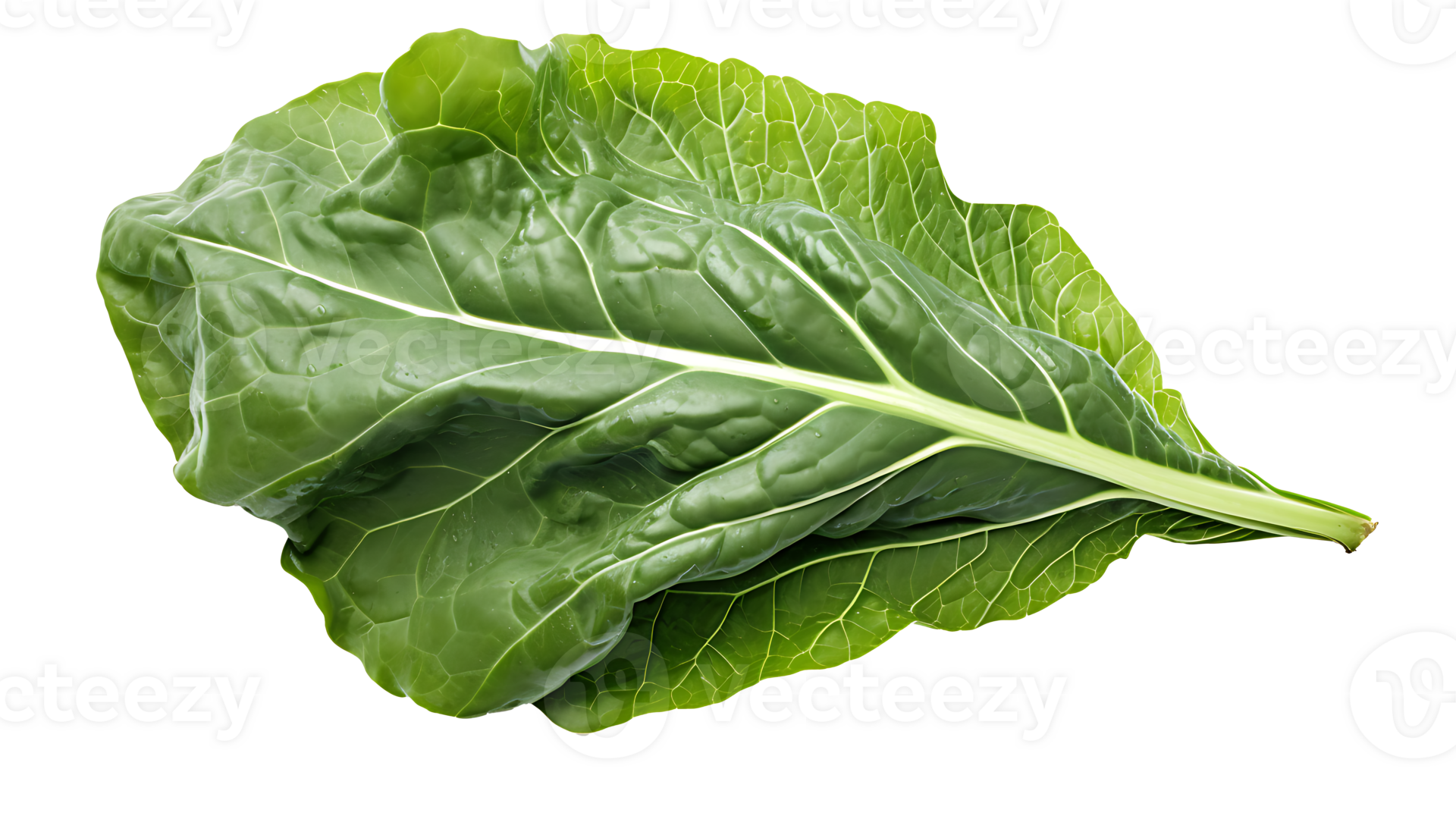 Fresh organic green collards leaf transparent png background. collards