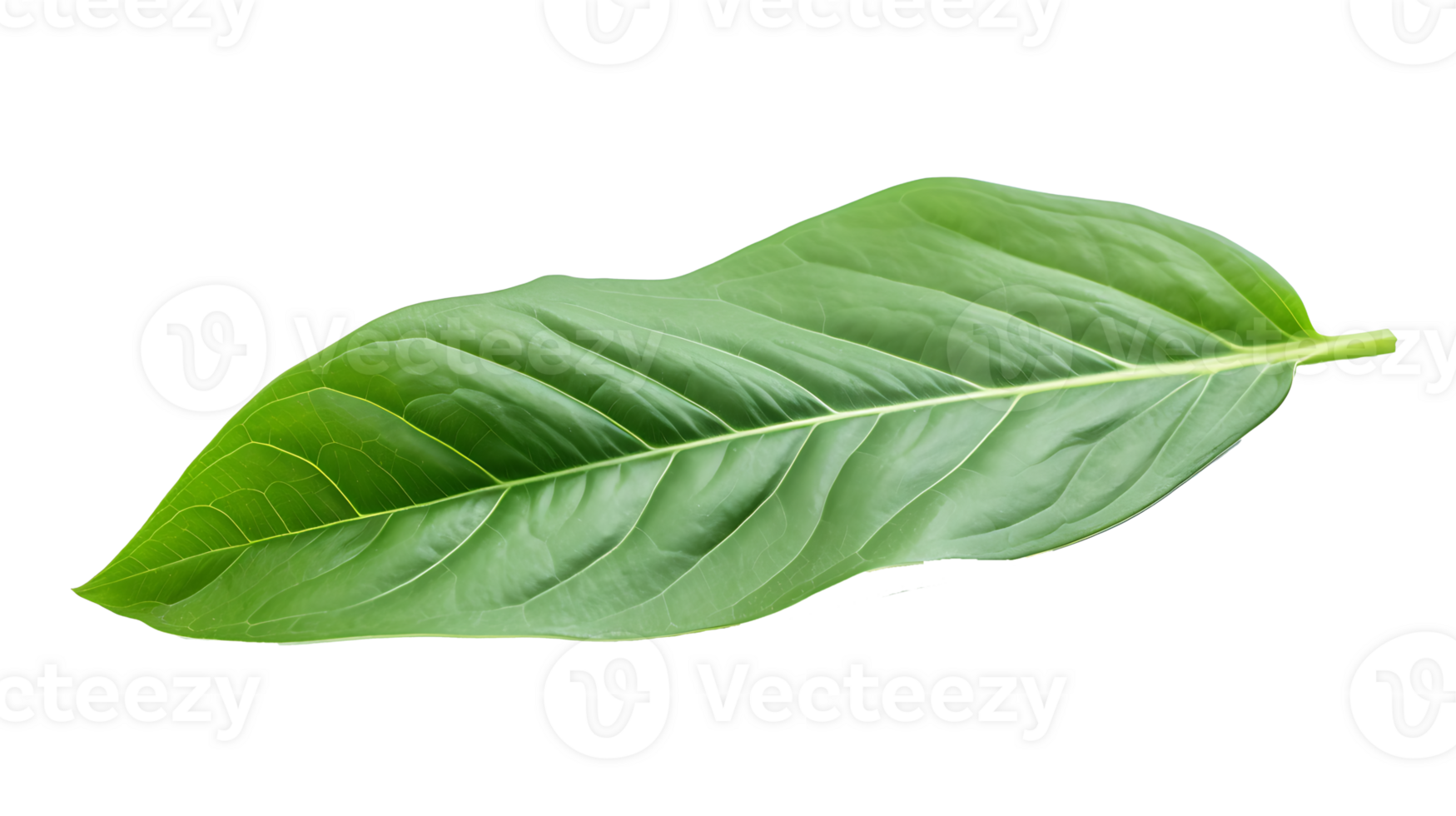 Fresh organic green basil leaf set transparent png background. AI Generated basil leaves png bundle