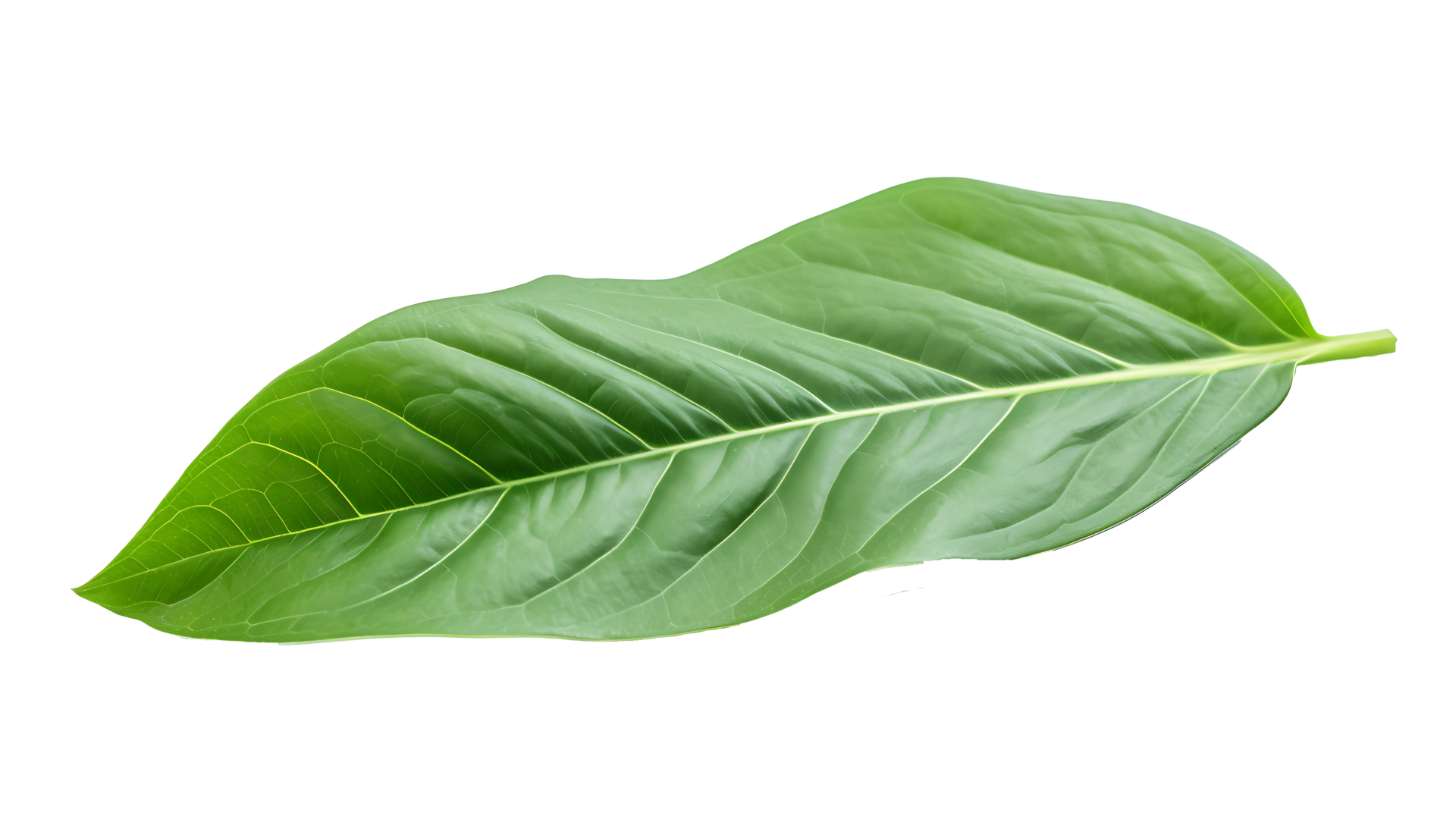 Fresh organic green basil leaf set transparent png background. AI