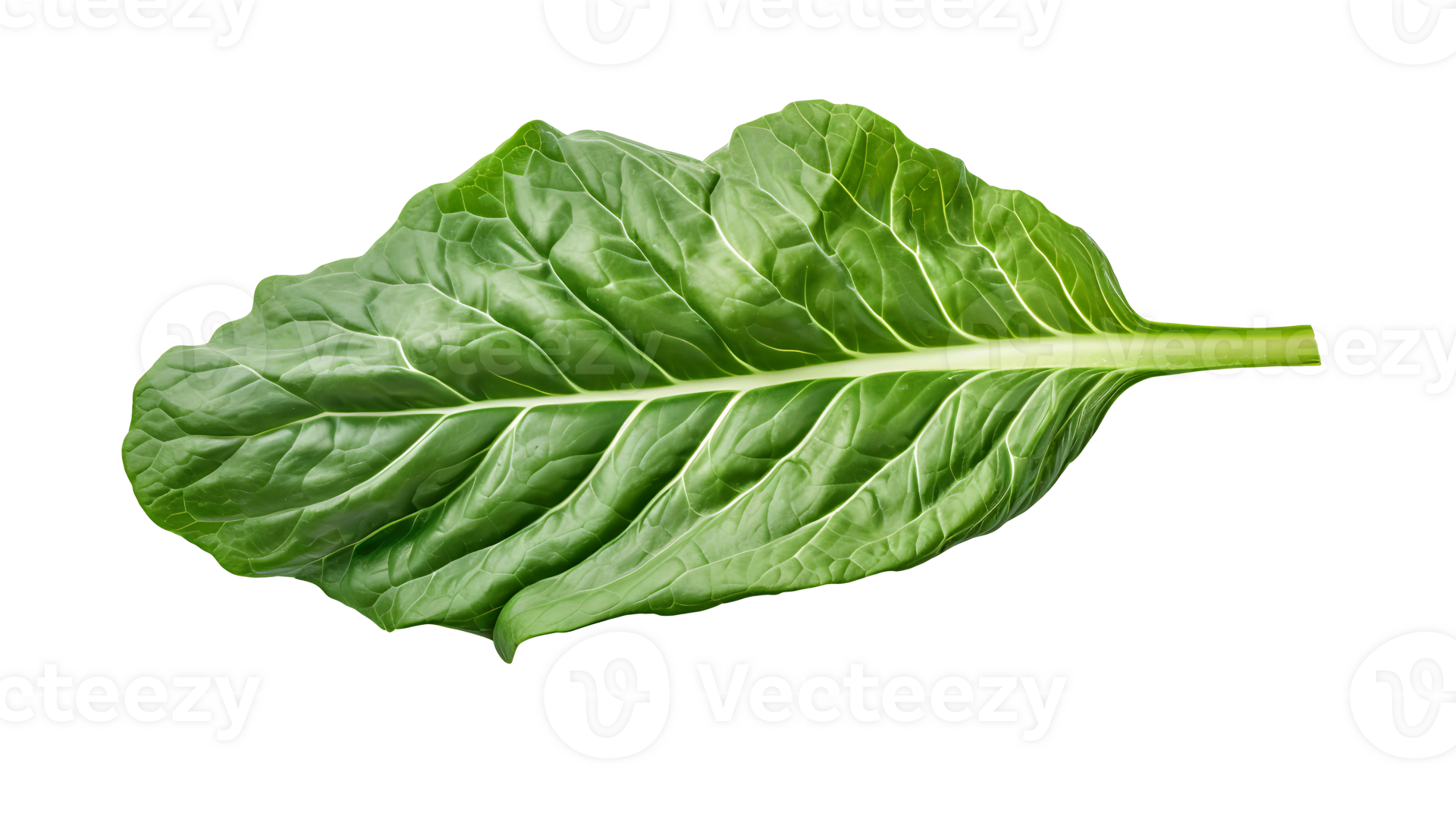 Fresh organic green collards leaf transparent png background. collards