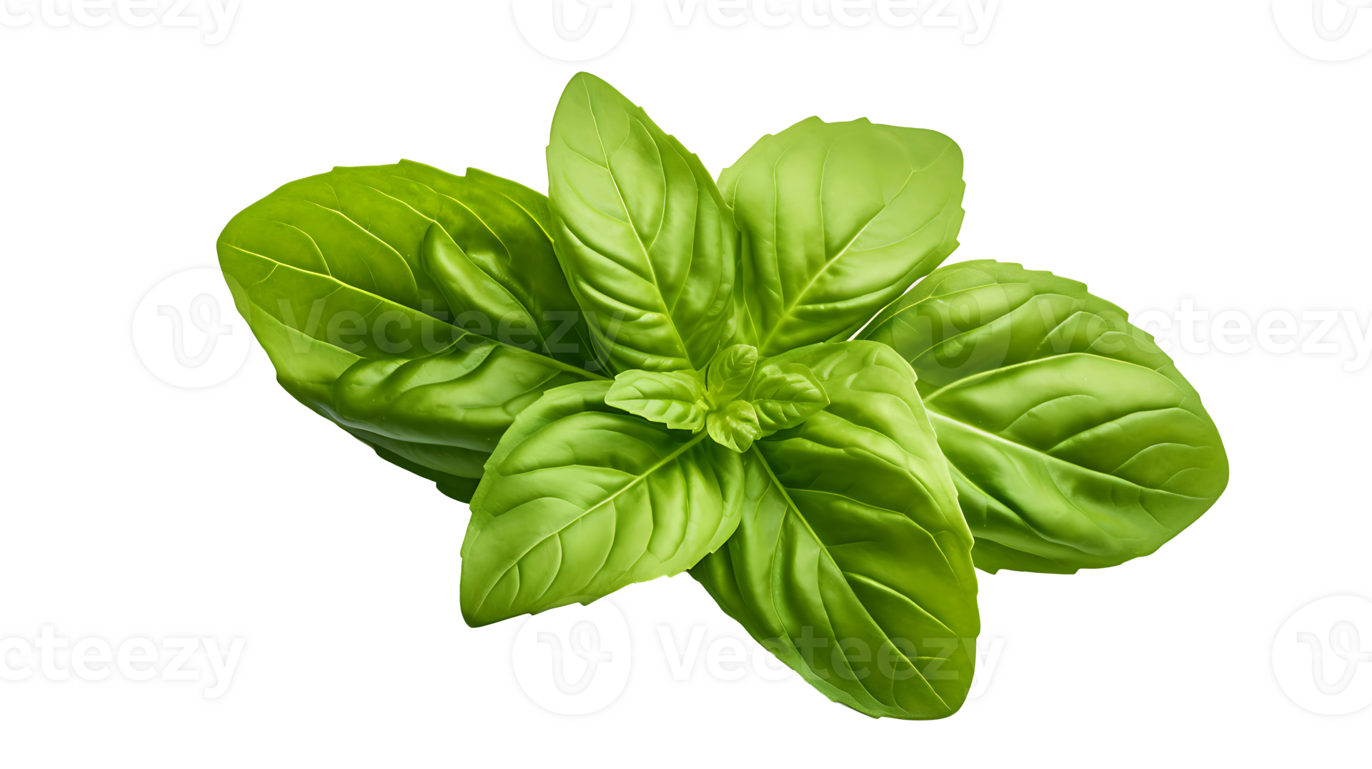 Fresh organic green basil leaf set transparent png background. AI