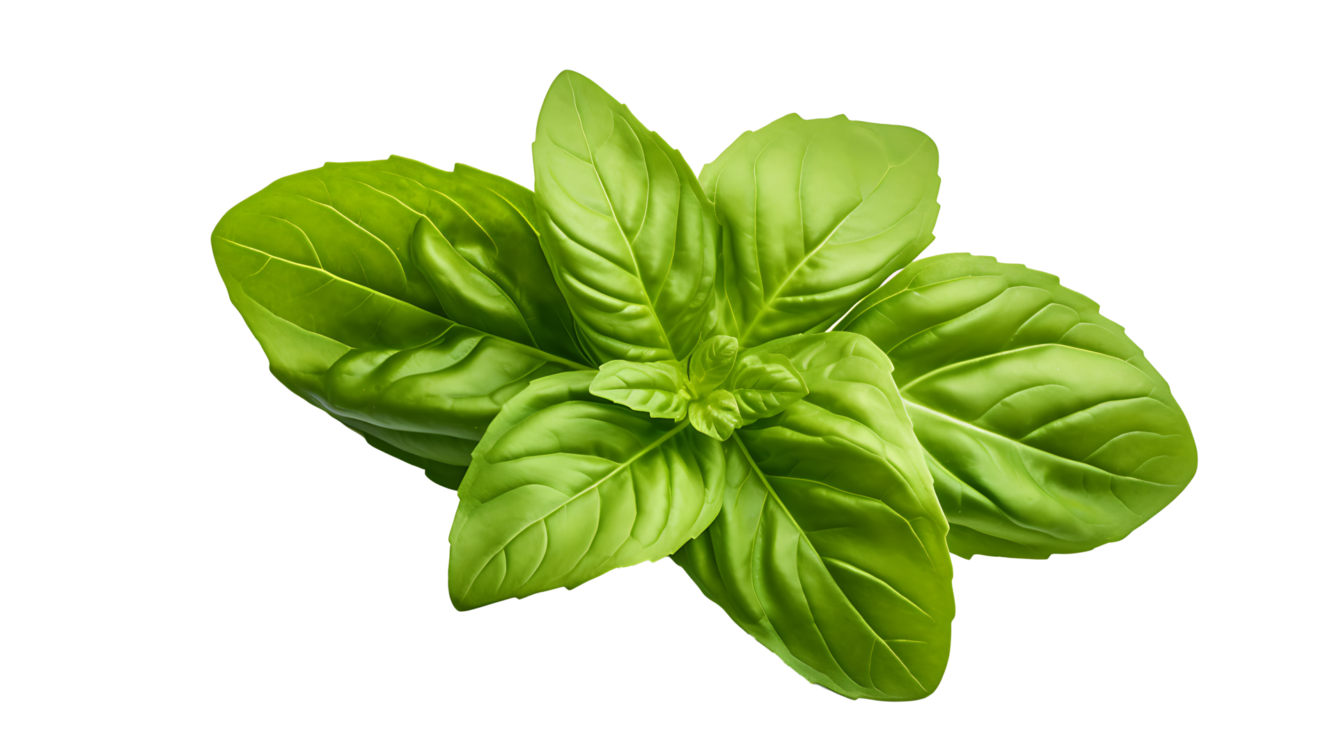 Fresh organic green basil leaf set transparent png background. AI
