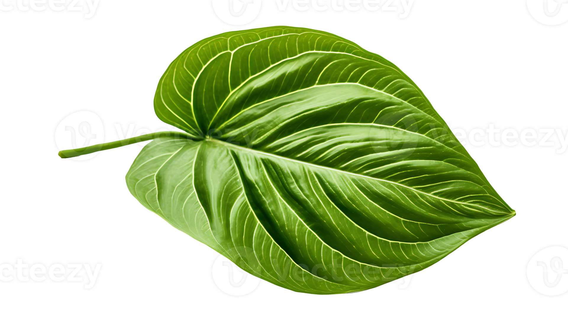 Fresh organic green basil leaf set transparent png background. AI