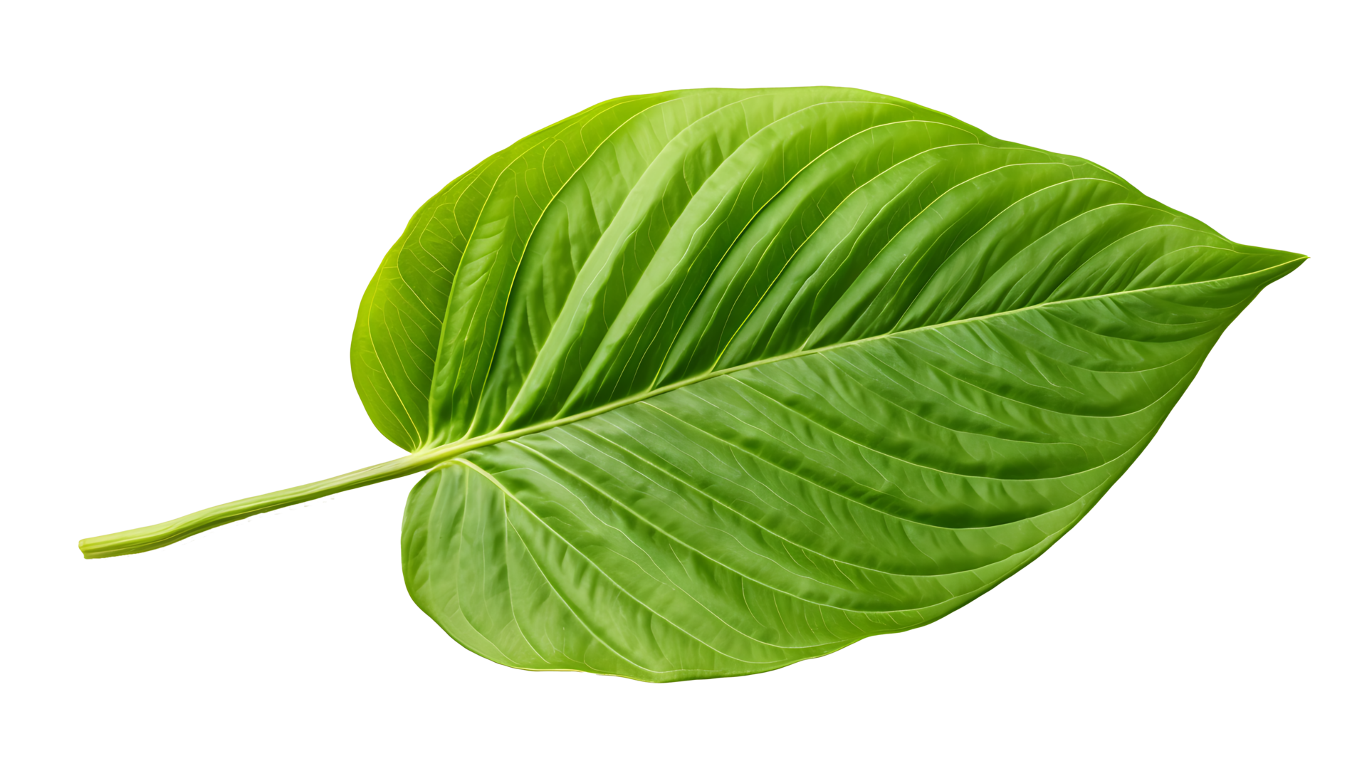 Fresh organic green basil leaf set transparent png background. AI