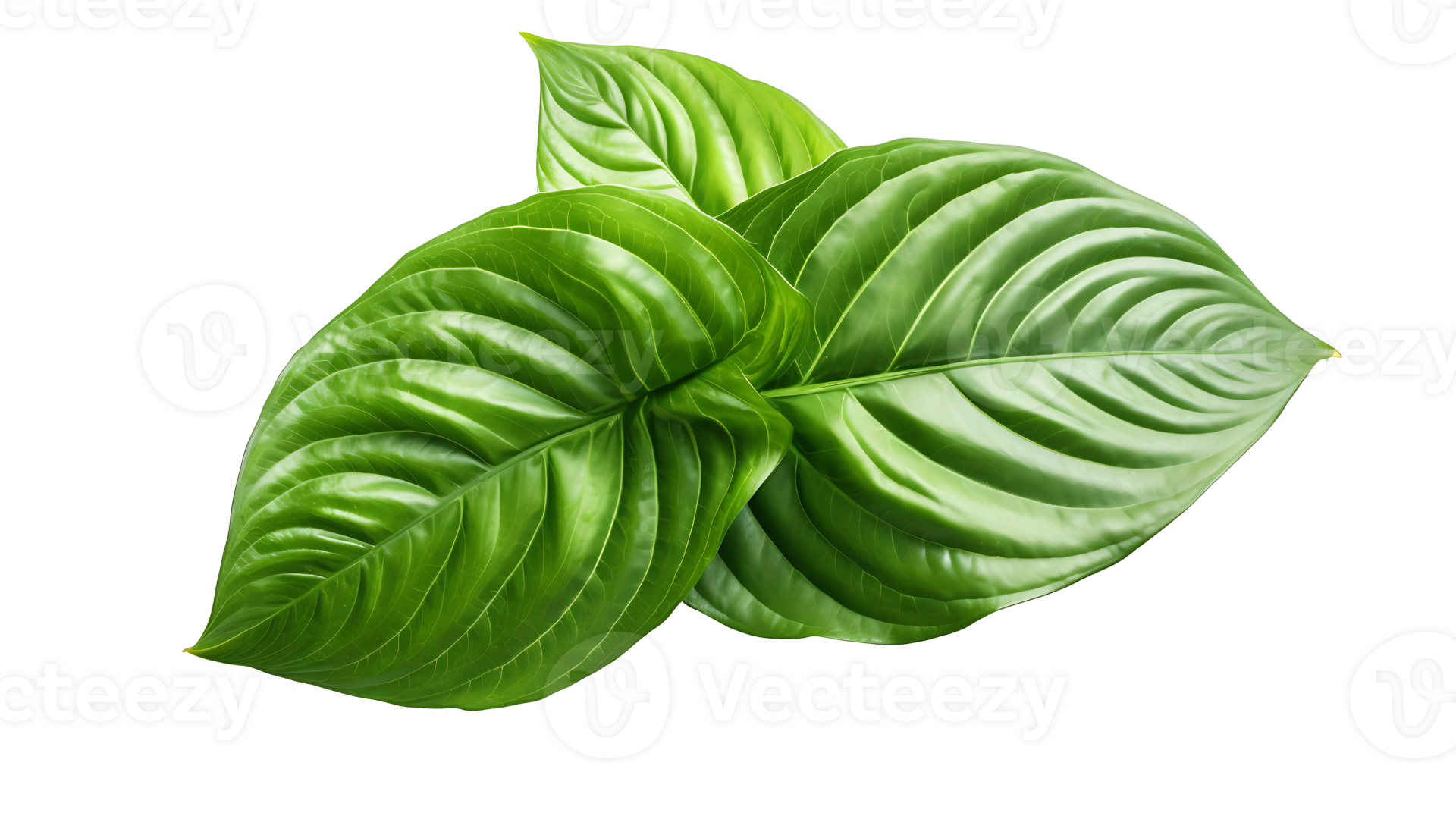 Fresh organic green basil leaf set transparent png background. AI