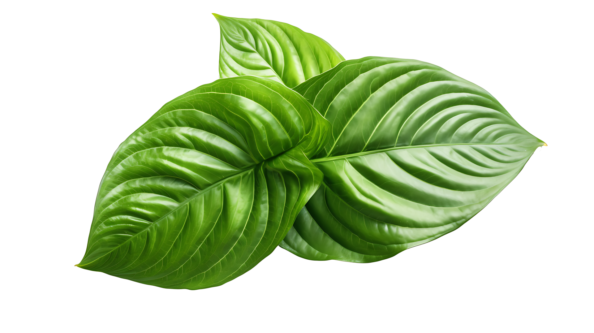 Fresh organic green basil leaf set transparent png background. AI