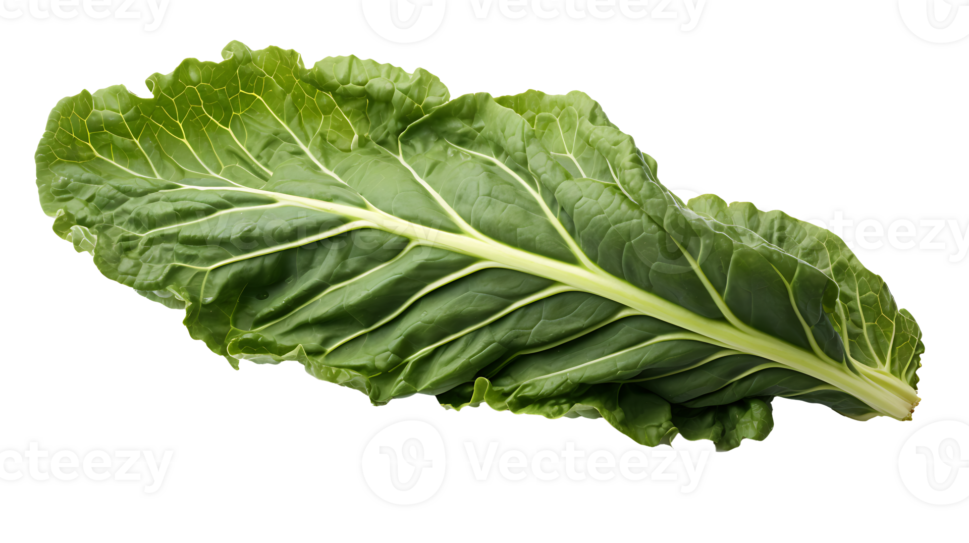 Fresh organic green collards leaf transparent png background. collards