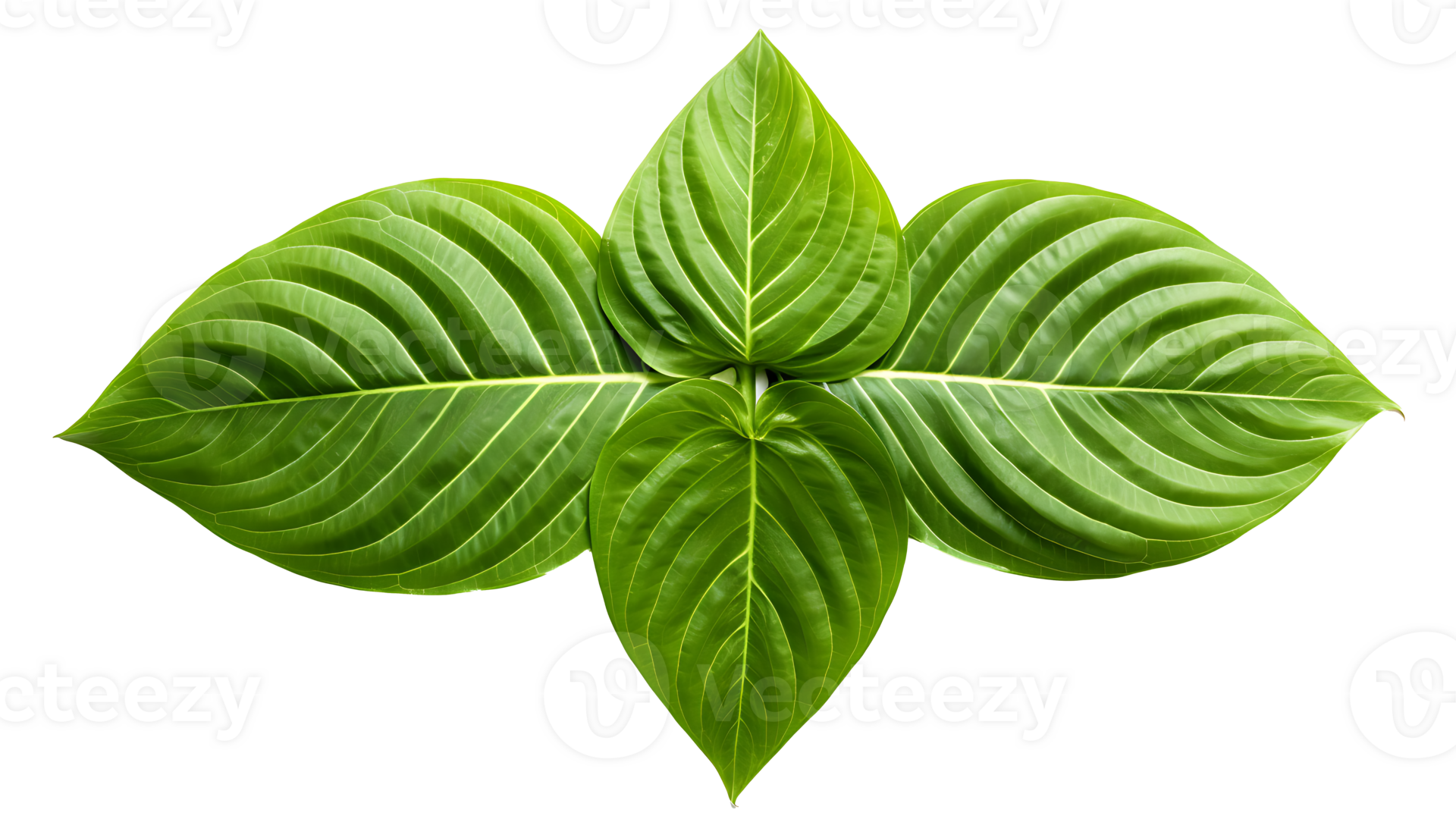 Fresh organic green basil leaf set transparent png background. AI