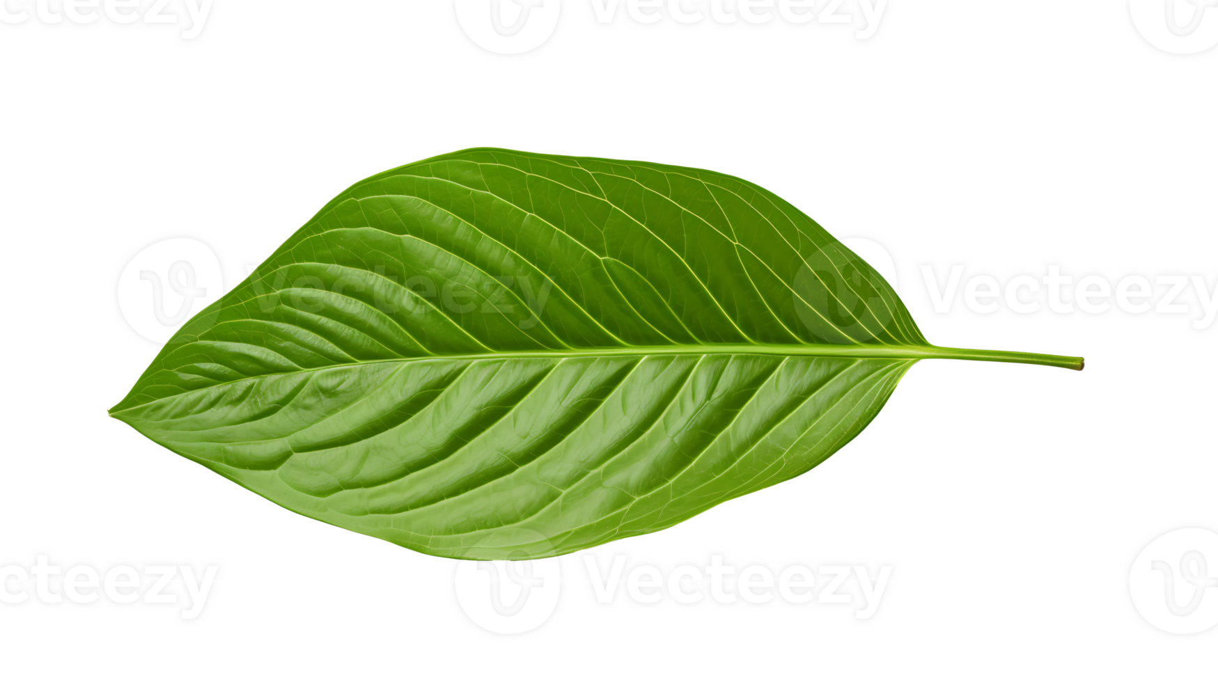 Fresh organic green basil leaf set transparent png background. AI