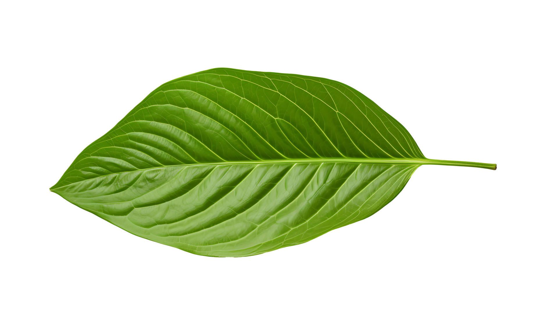 Fresh organic green basil leaf set transparent png background. AI