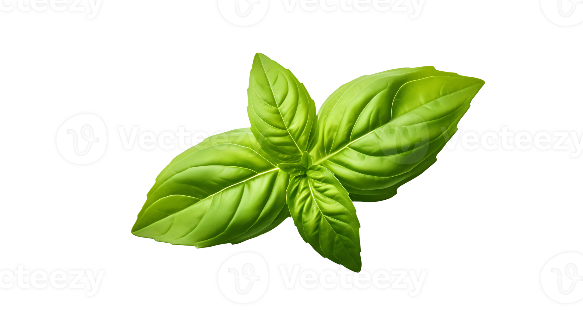 Fresh organic green basil leaf set transparent png background. AI