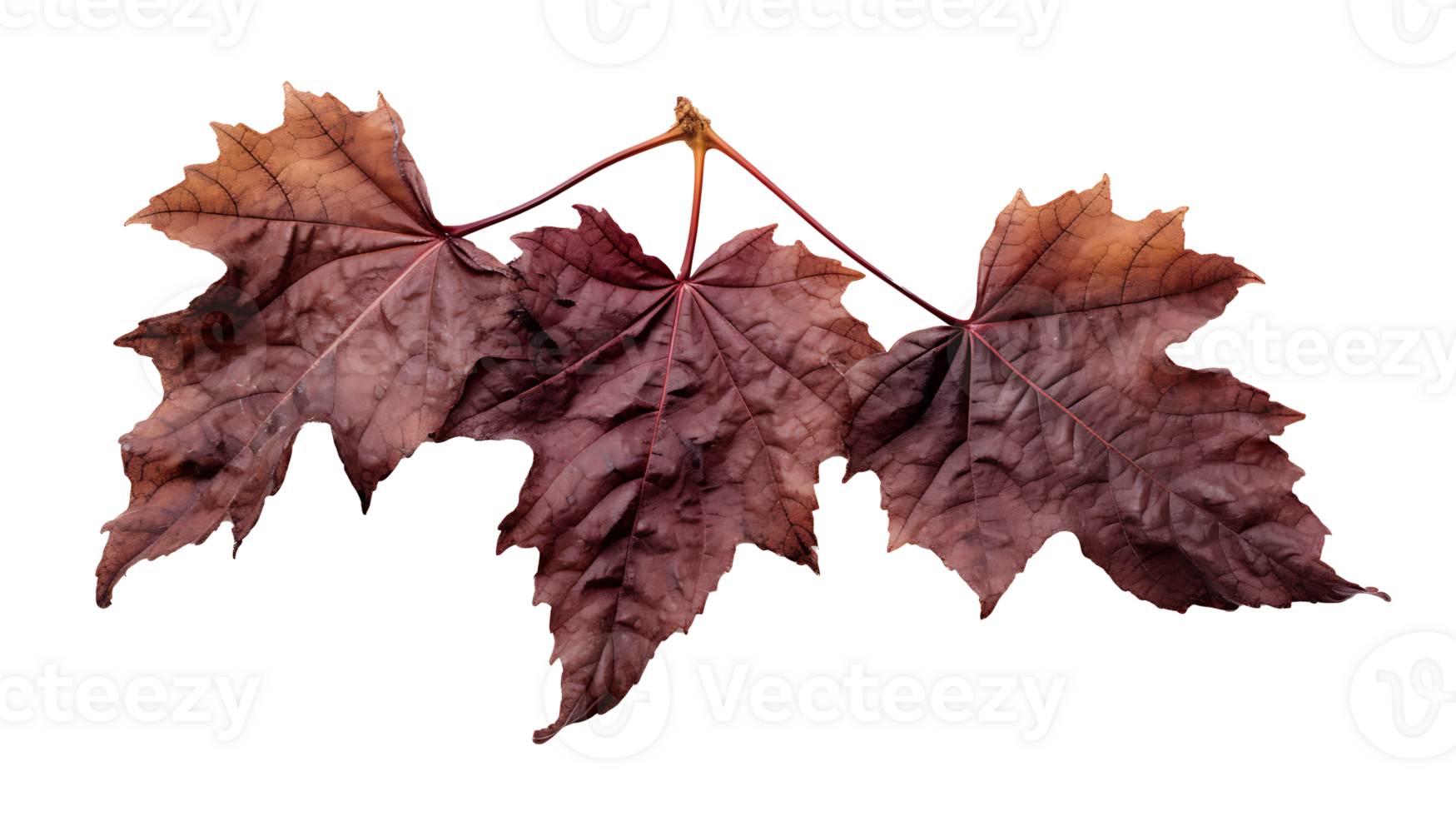 Fresh organic dry grape fruits leaves transparent png background. fruits leaf png AI Generated
