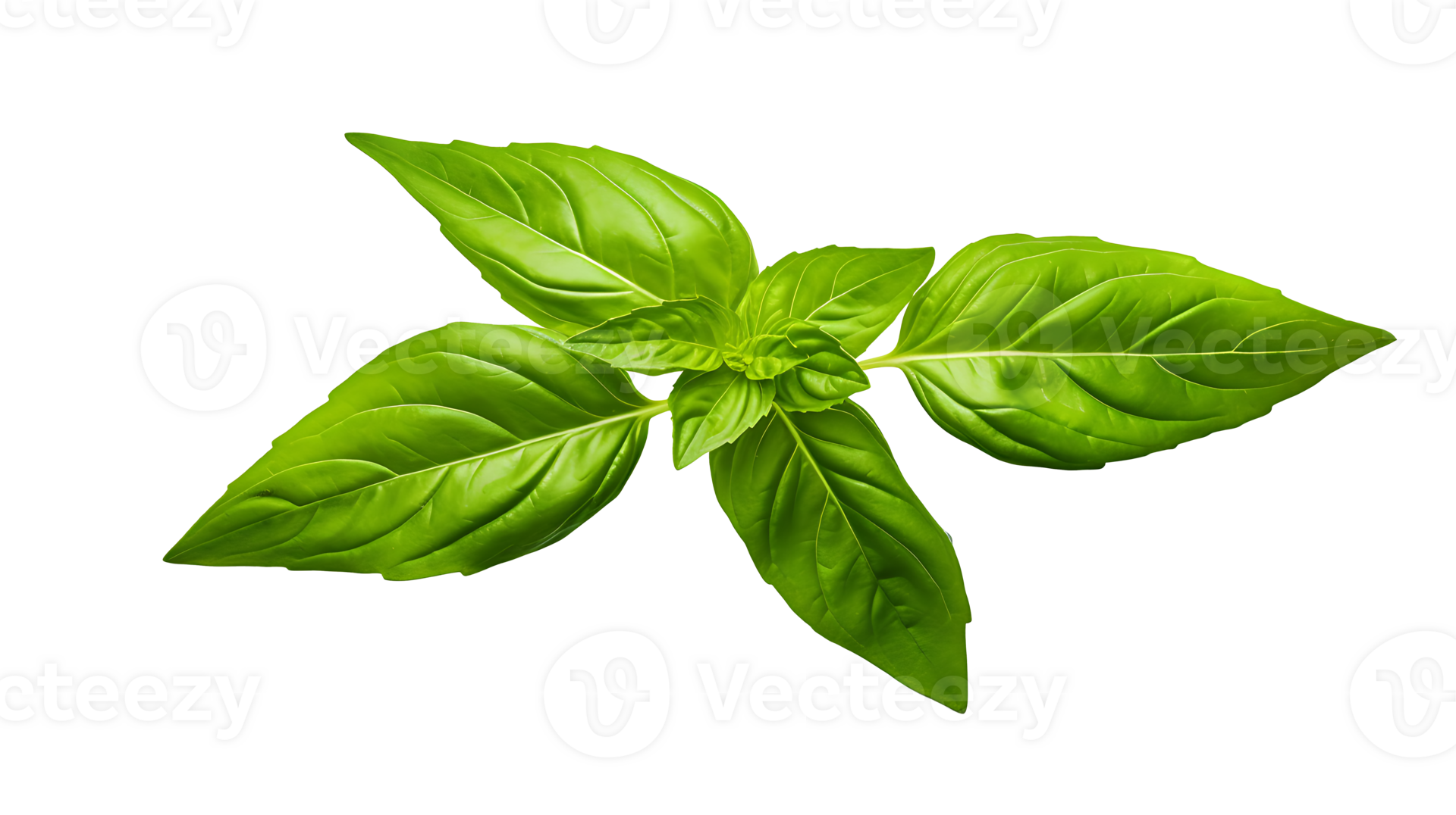 Fresh organic green basil leaf set transparent png background. AI
