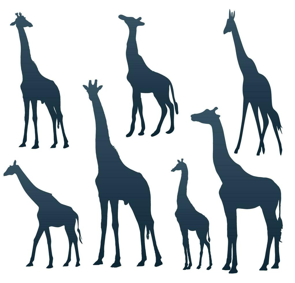 Set of silhouettes of giraffes vector