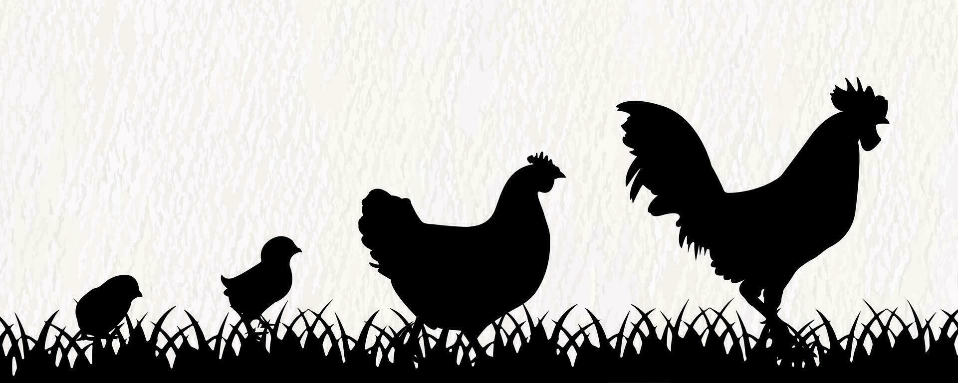 vector silueta conjunto de detallado calidad pollos - gallinas, aves de corral, gallos, polla y bebé polluelos en granja