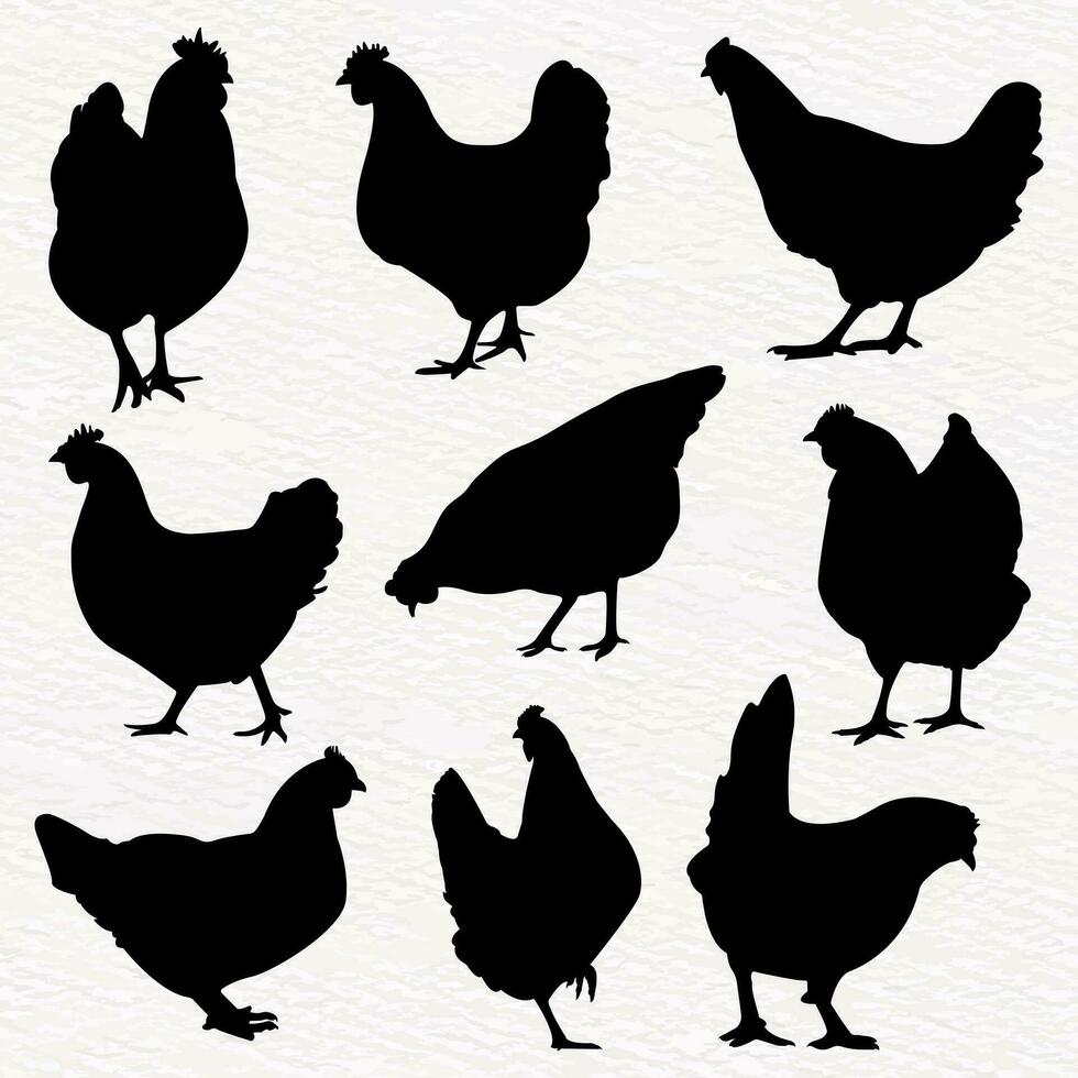 Vector silhouette set of detailed quality chickens - hens, poultry in farm