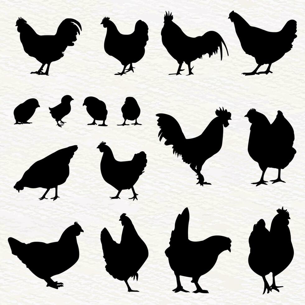 Vector silhouette set of detailed quality chickens - hens, poultry, roosters, cock and baby chicks in farm