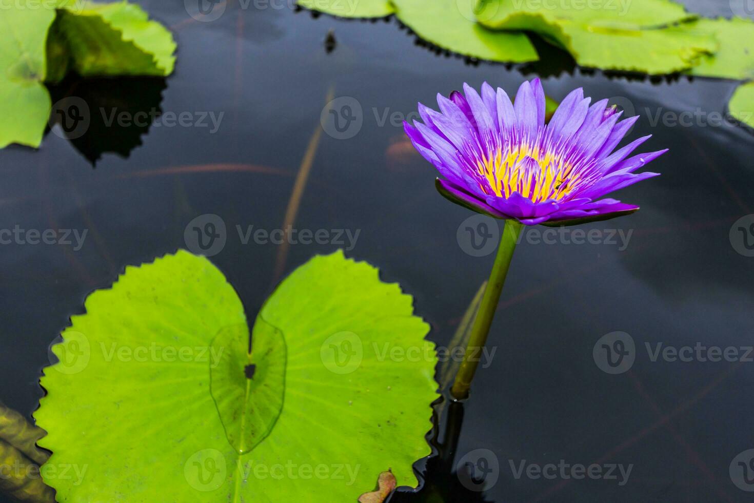 Violet Lotus Flower photo