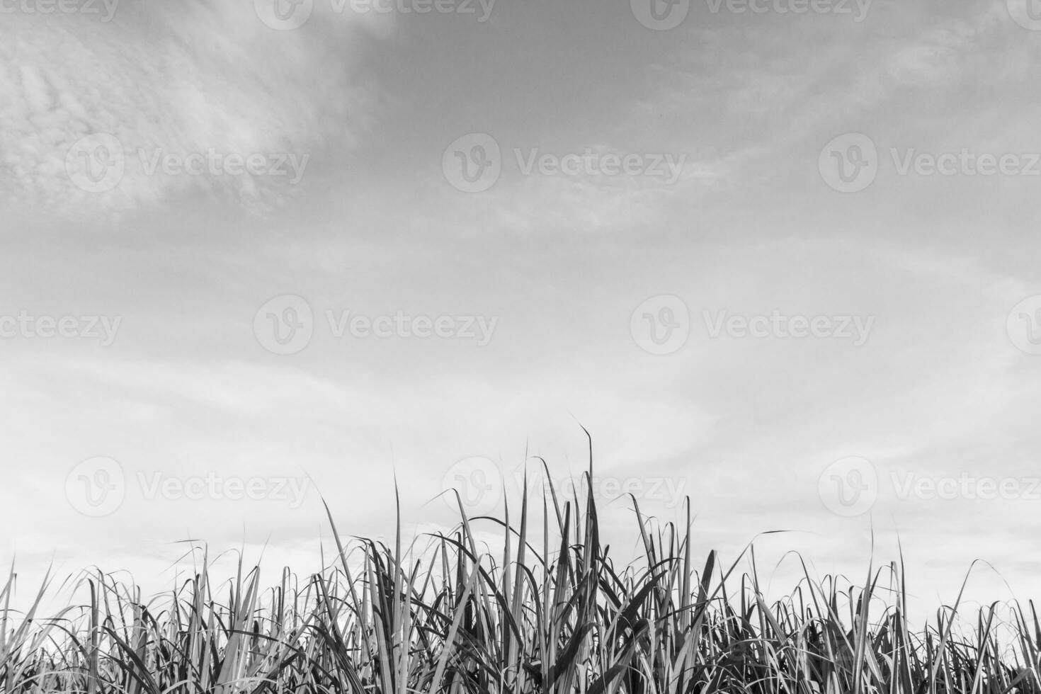 Green corn field growing up photo