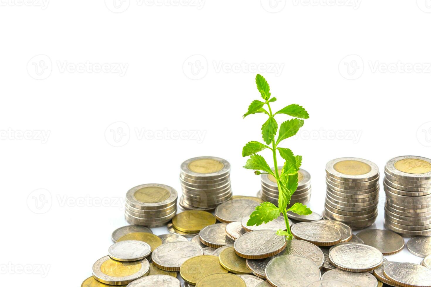 trees growing on coins photo