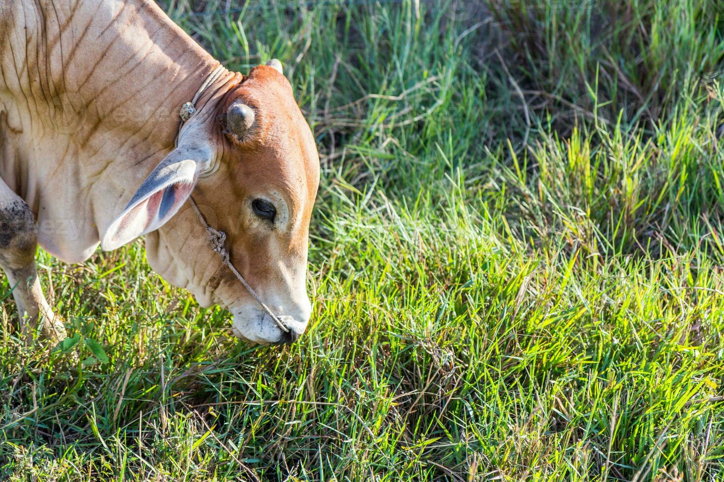 Cow in the rice farm eating photo