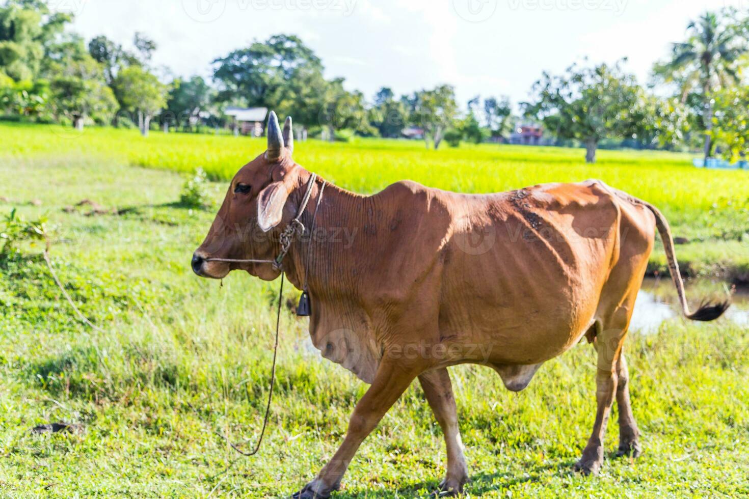 Cow in the rice farm photo