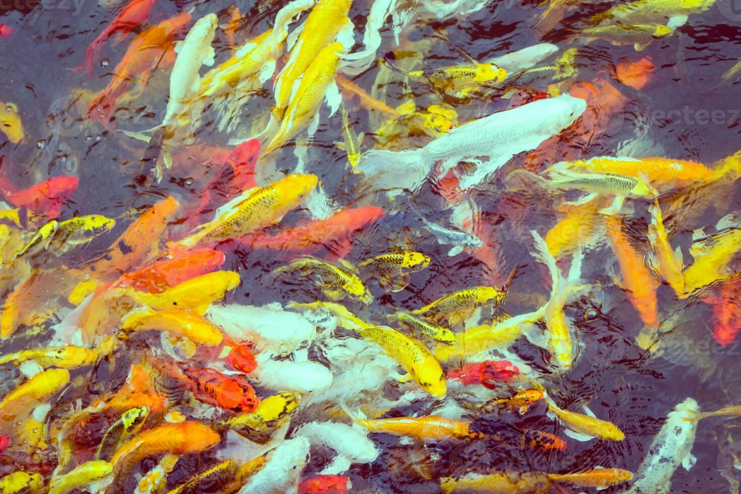 Colorful Koi fish swiming photo