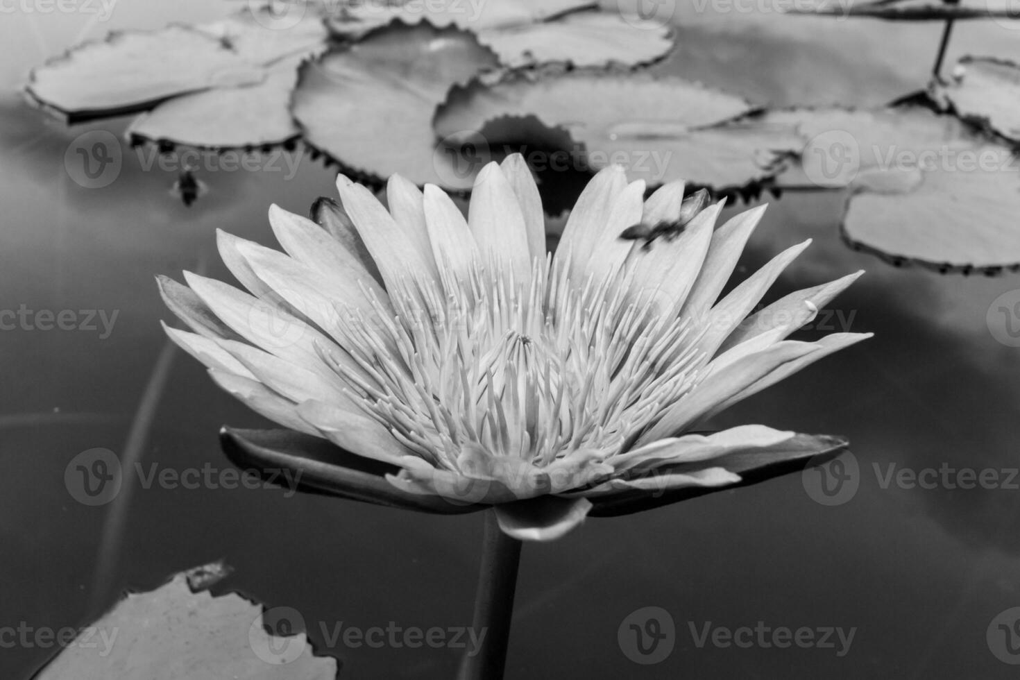 Black and white  Violet Lotus Flower photo